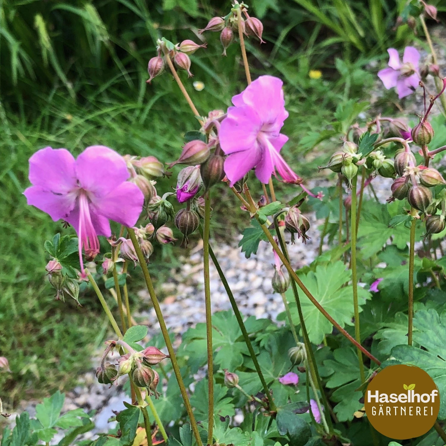 Geranium cantabrigiense `Berggarten`
