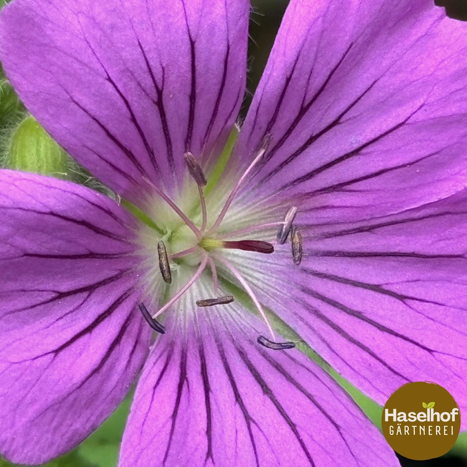 Geranium gracile `Sirak `