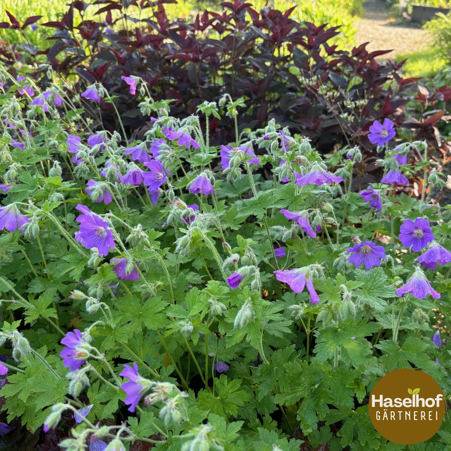 Geranium gracile `Sirak `