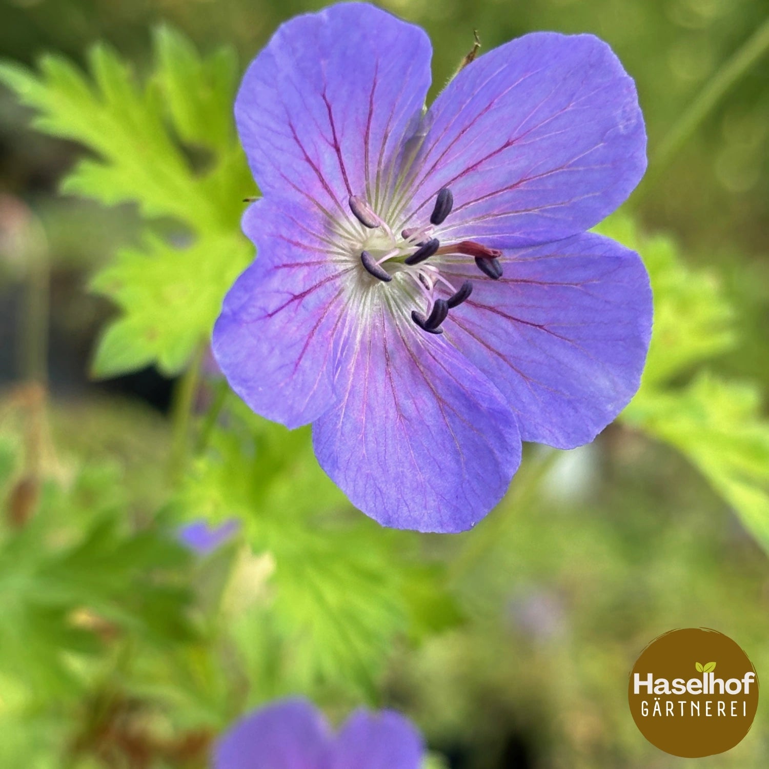 Geranium himalayense