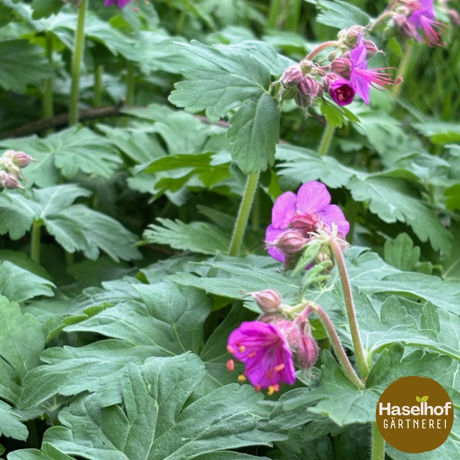 Geranium macrorrhizum `Velebit`