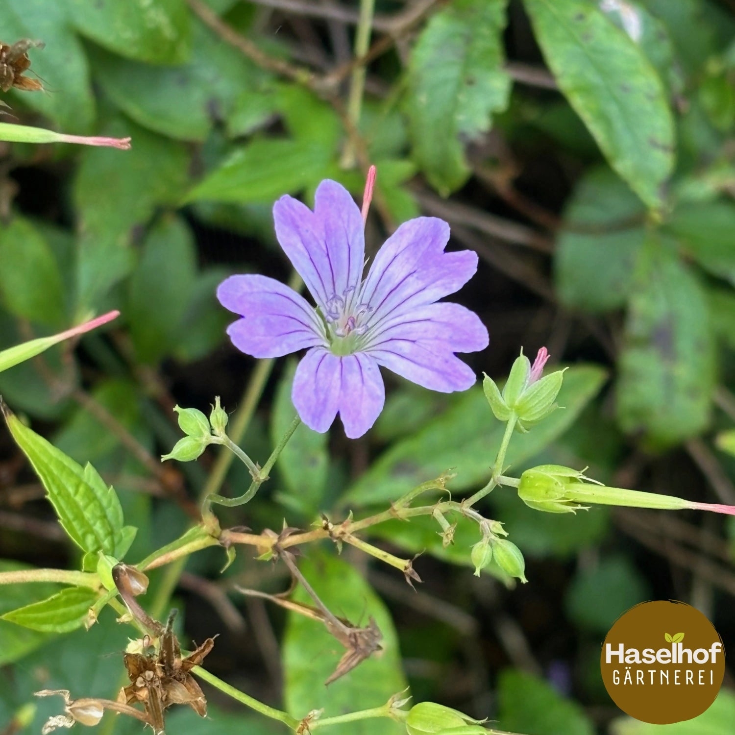 Géranium noueux