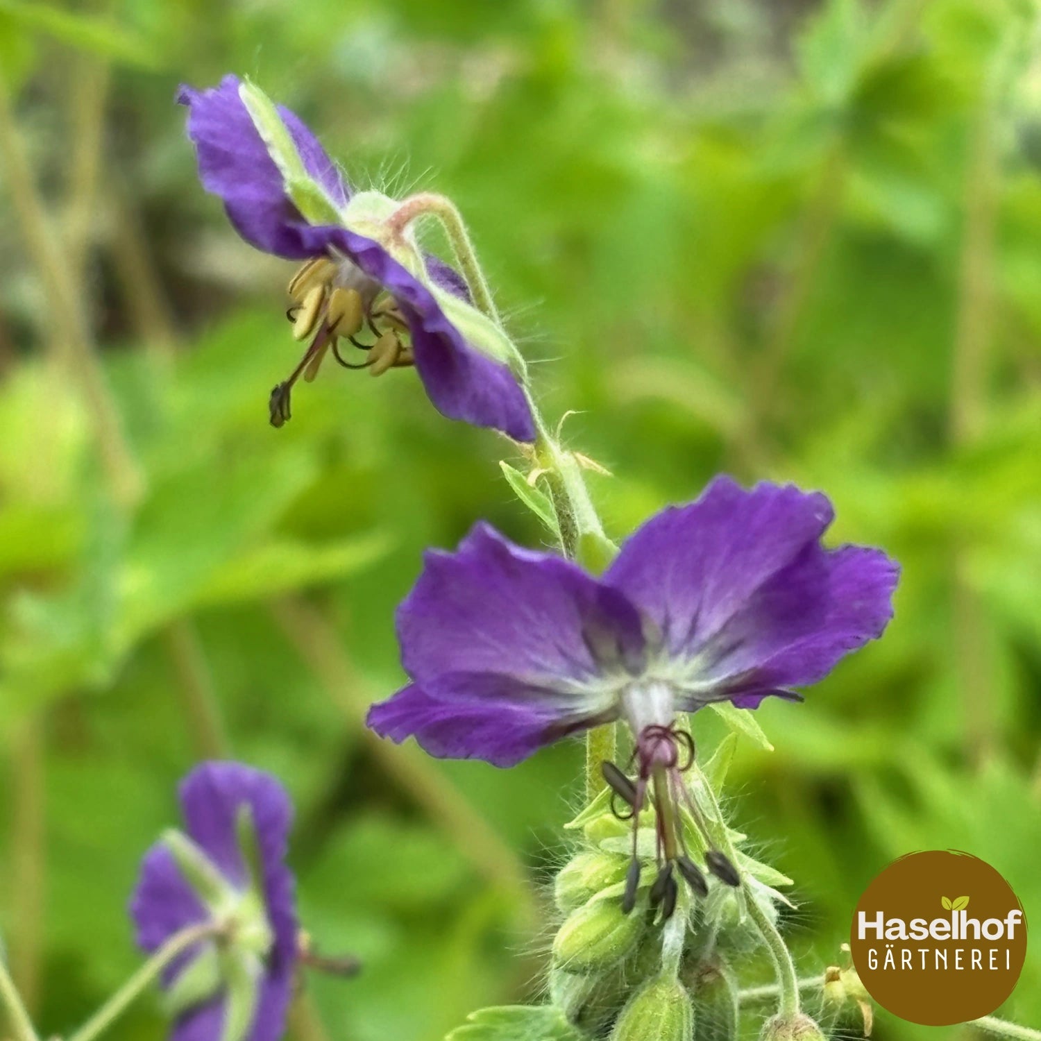 Geranium phaeum var. lividum