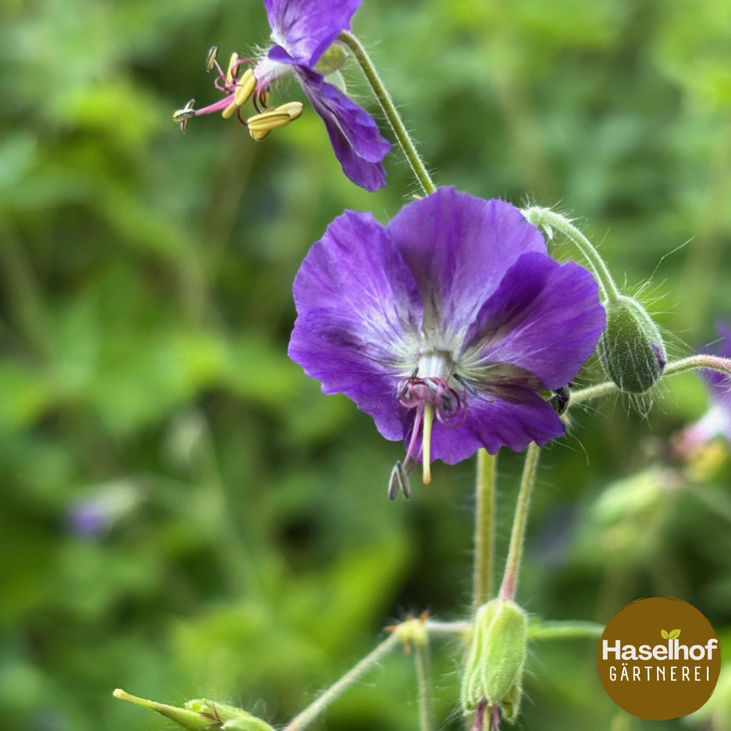 Geranium phaeum var. lividum
