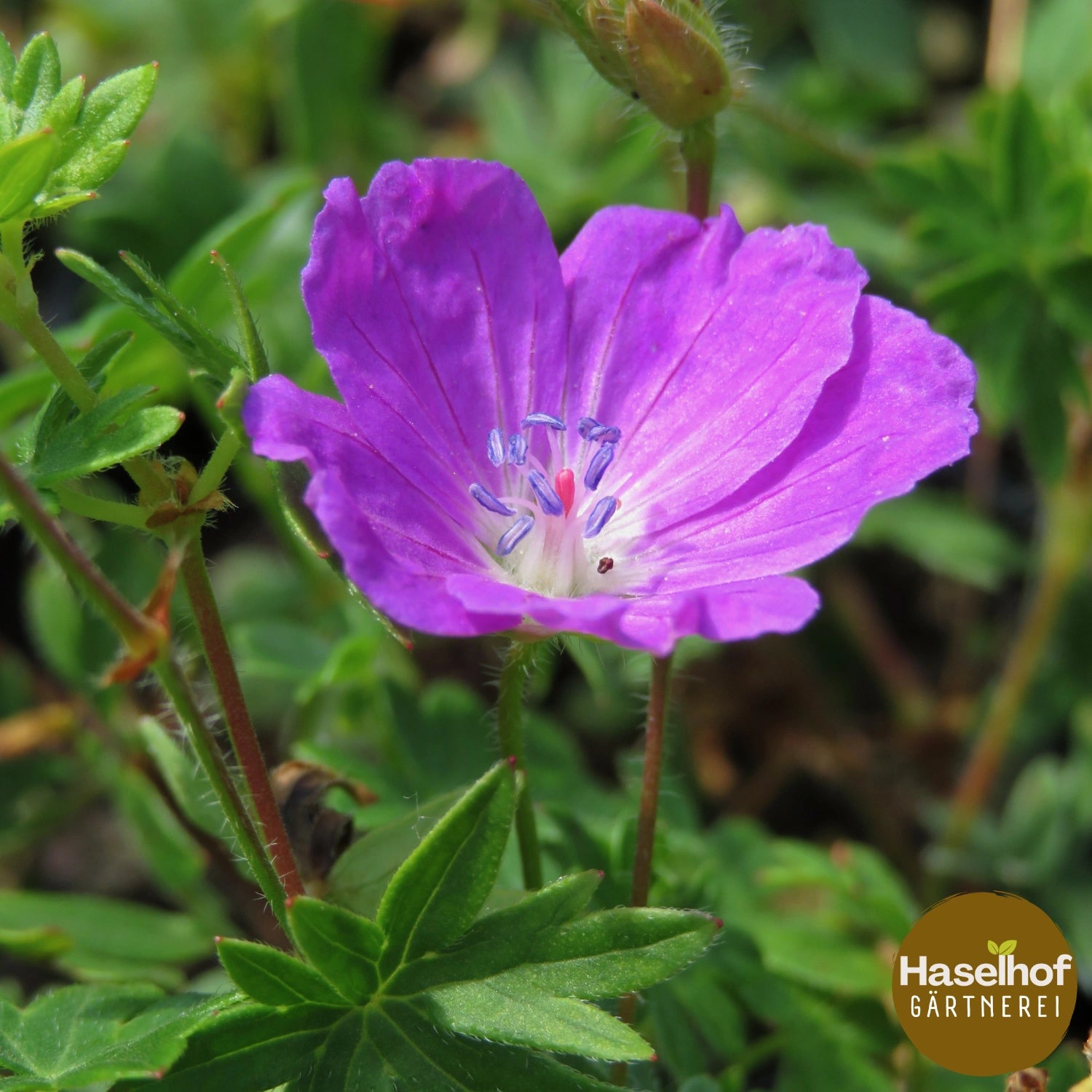Géranium sanguin 'Max Frei'
