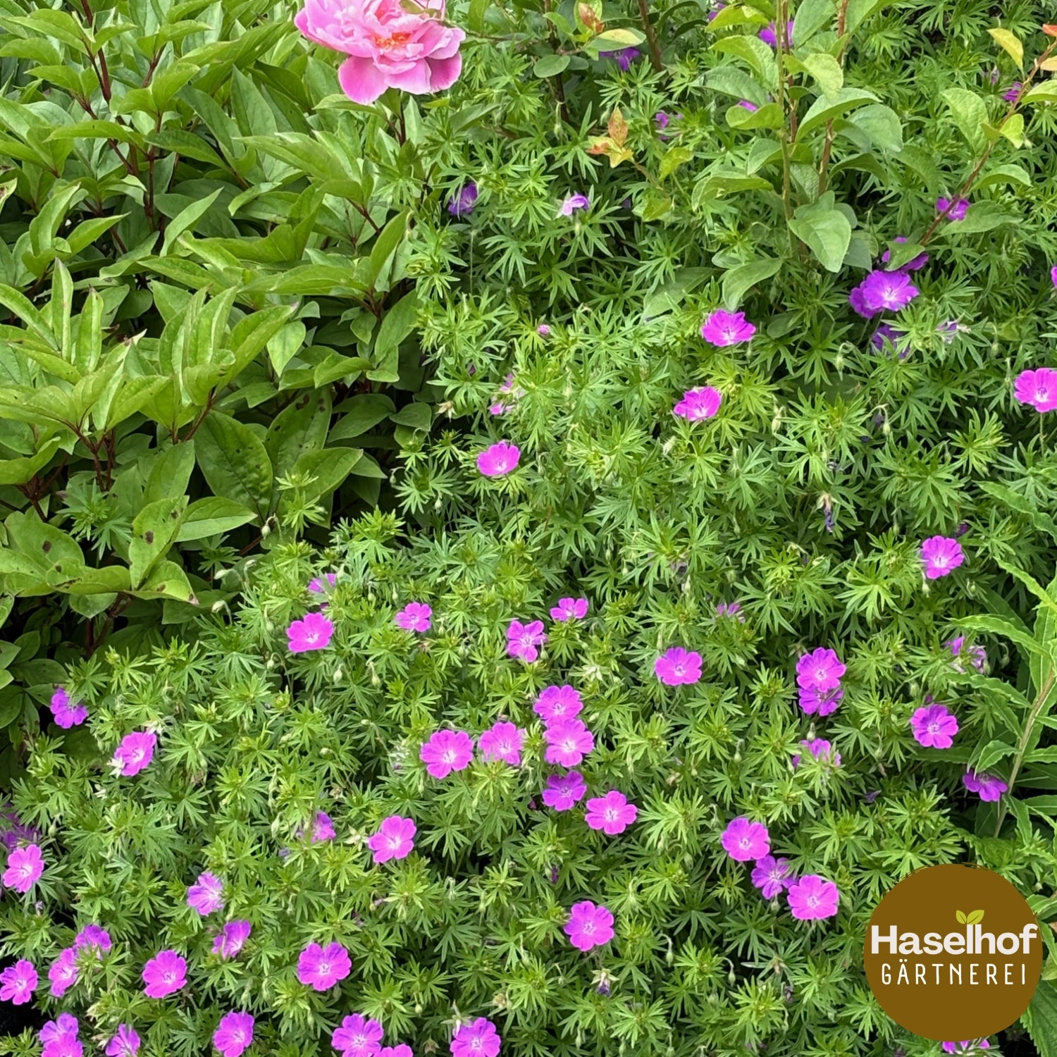 Geranium sanguineum var. nanum