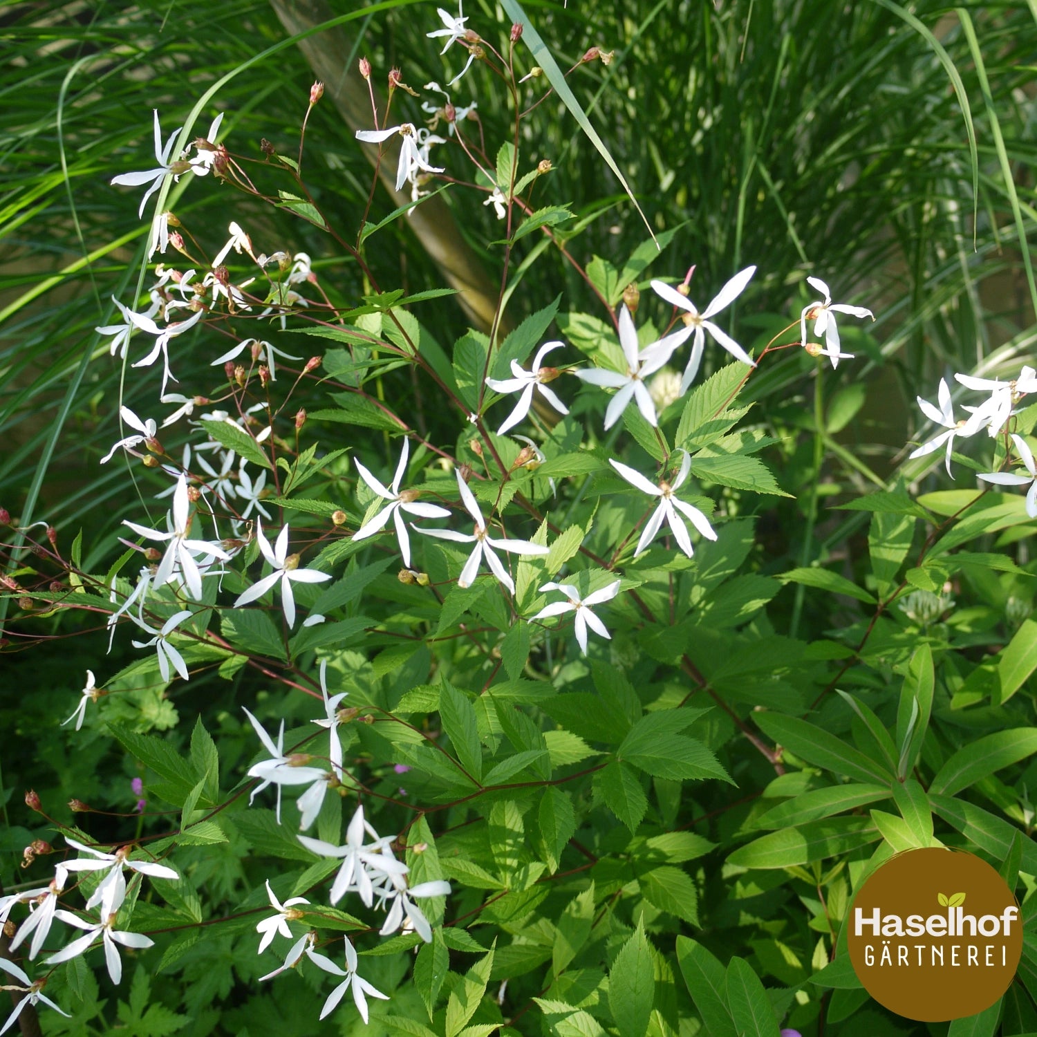Gillenia trifoliata