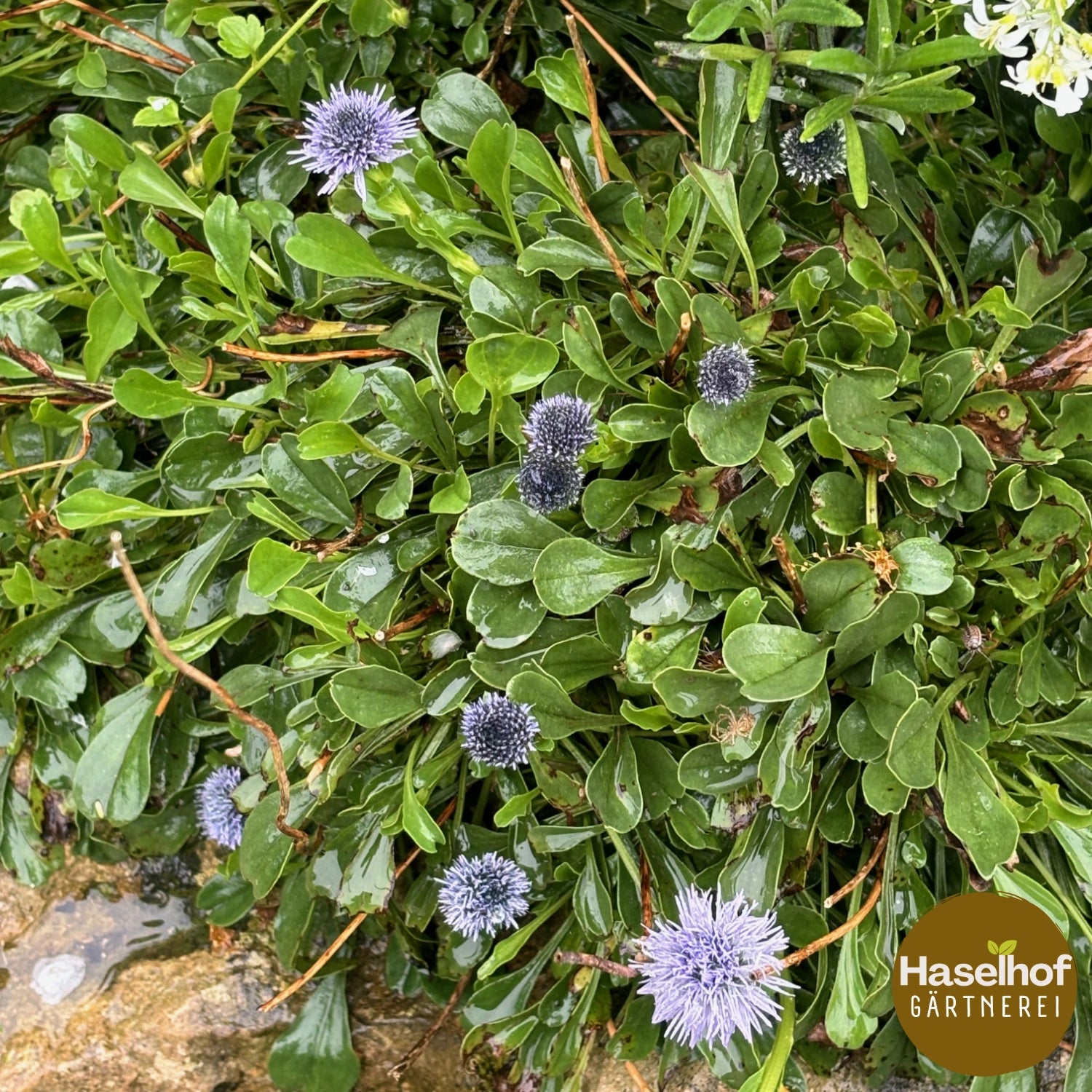 Globulaire bisnagarica