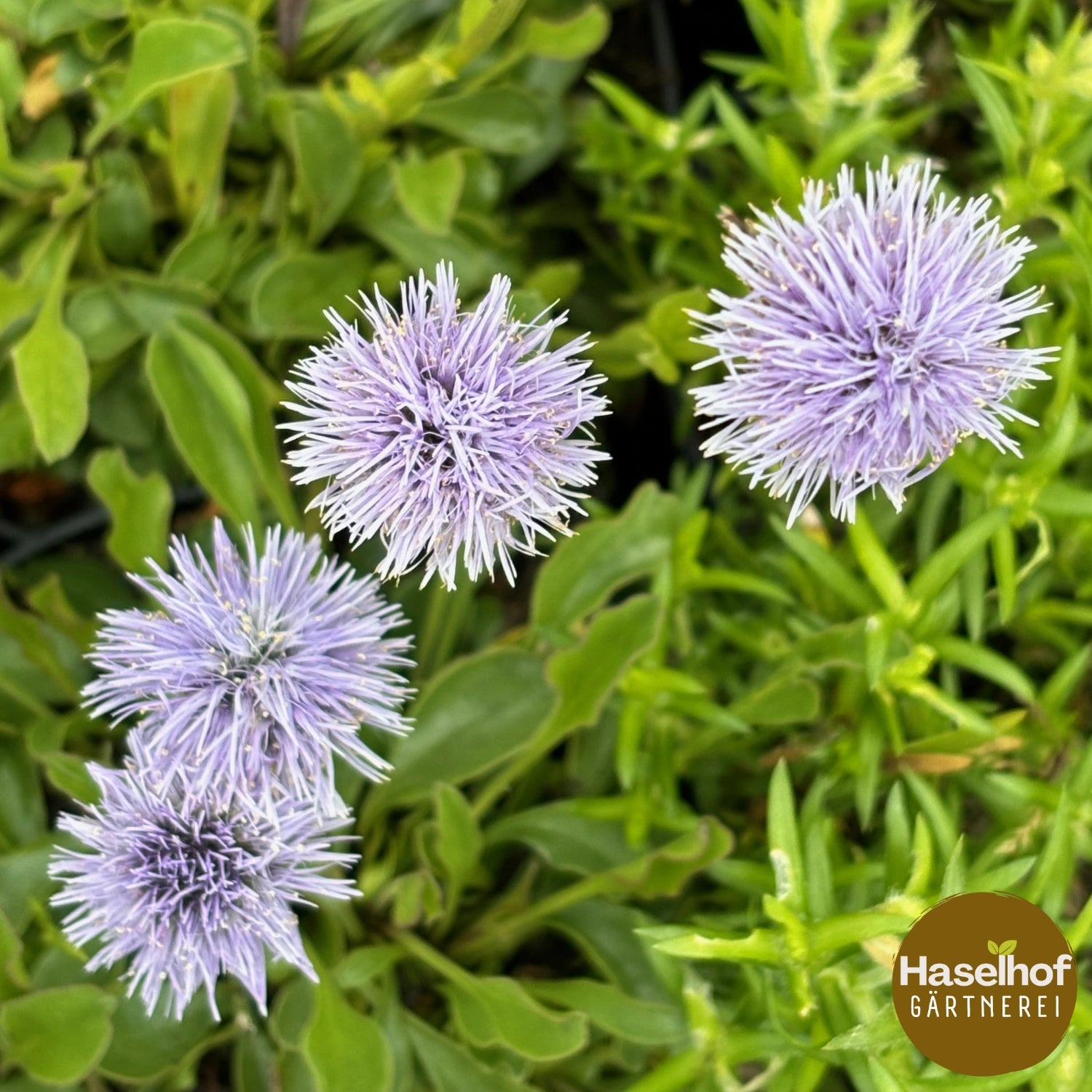 Globularia cordifolia