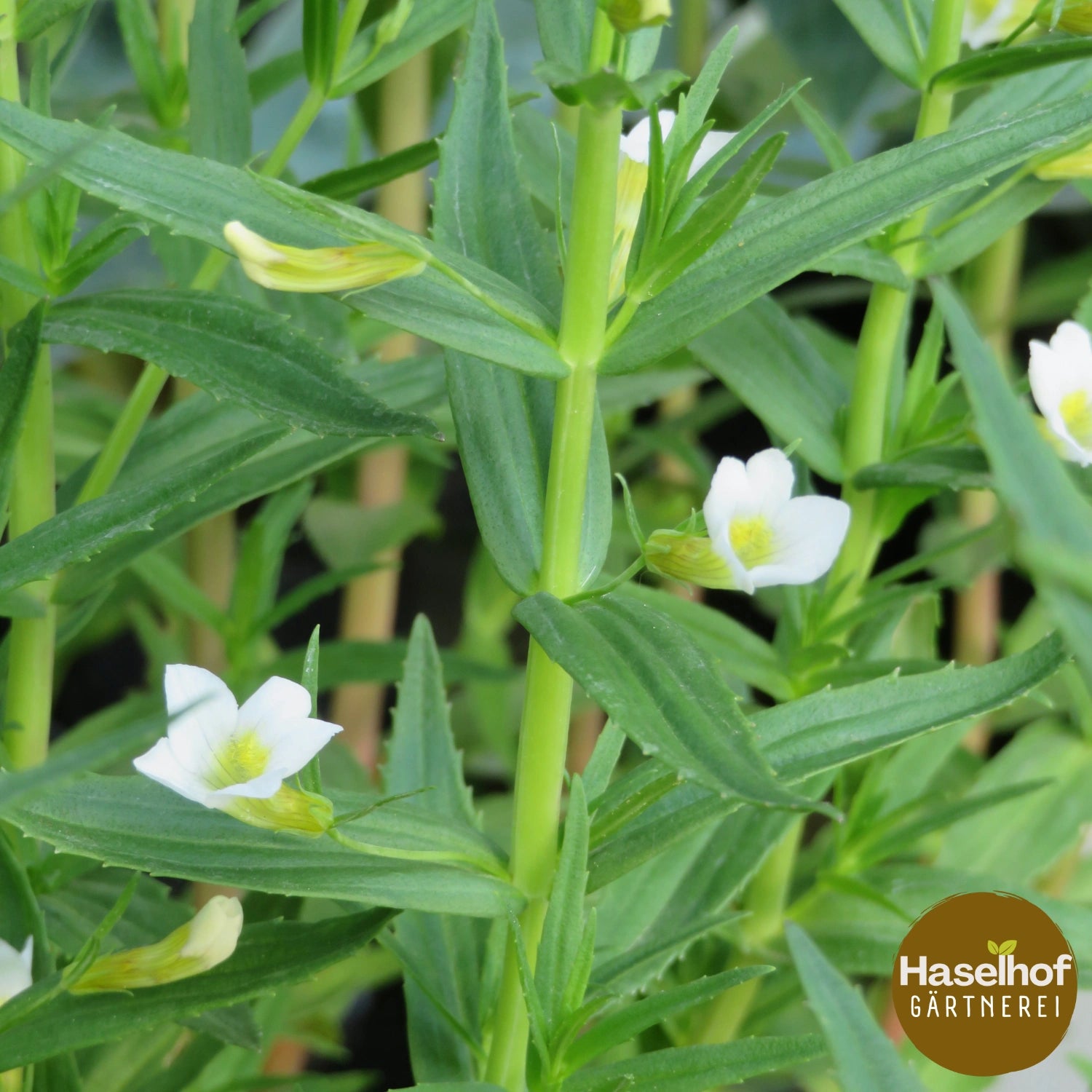 Gratiola officinale