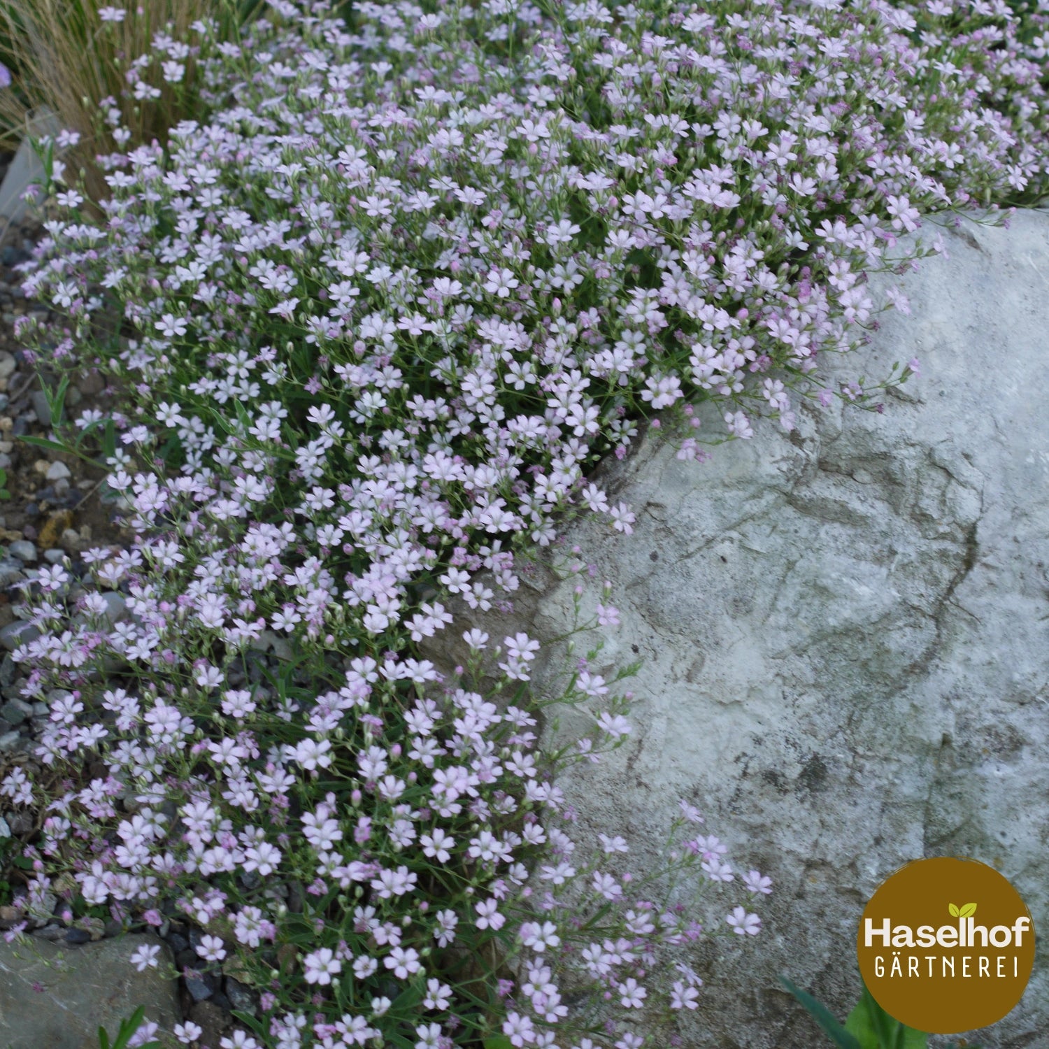 Gypsophile rampante