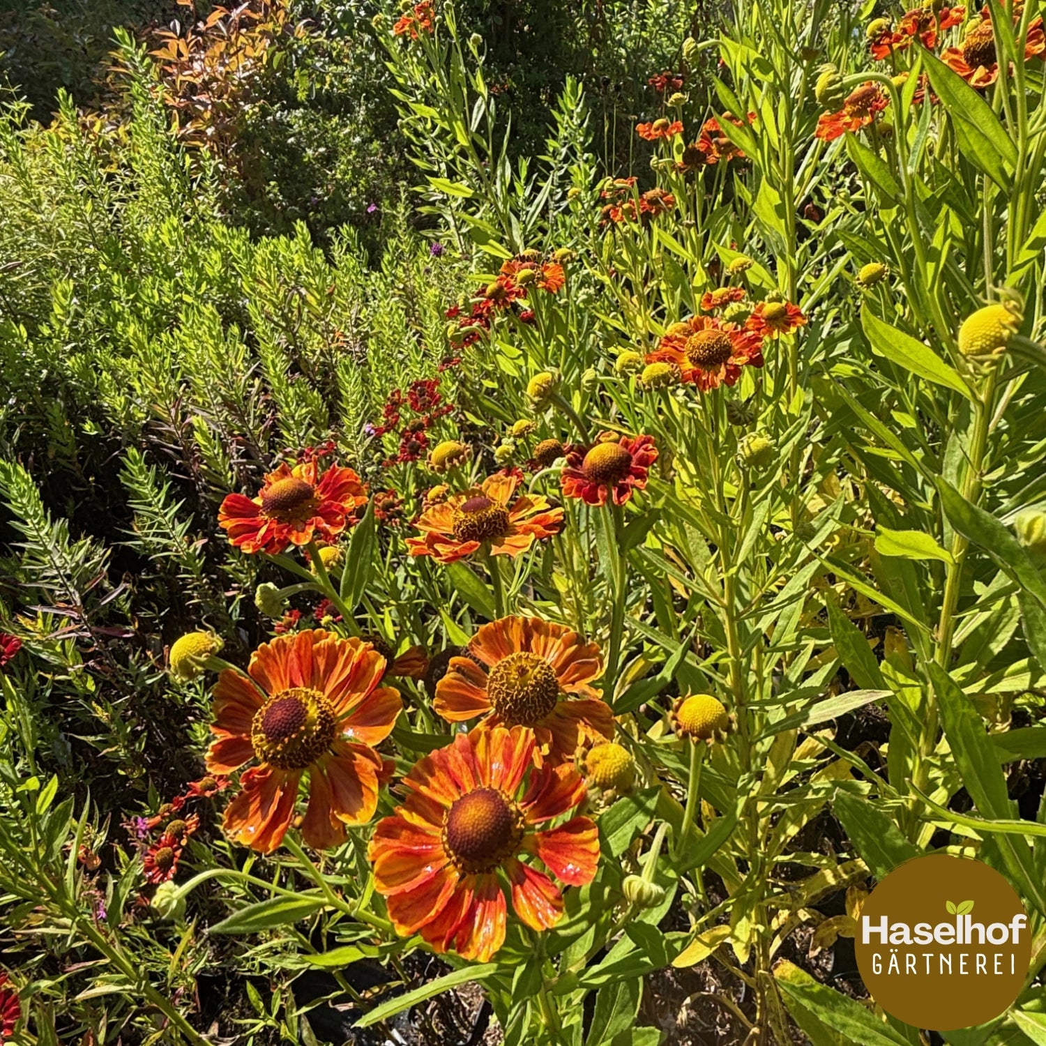Helenium 'Waltraut'