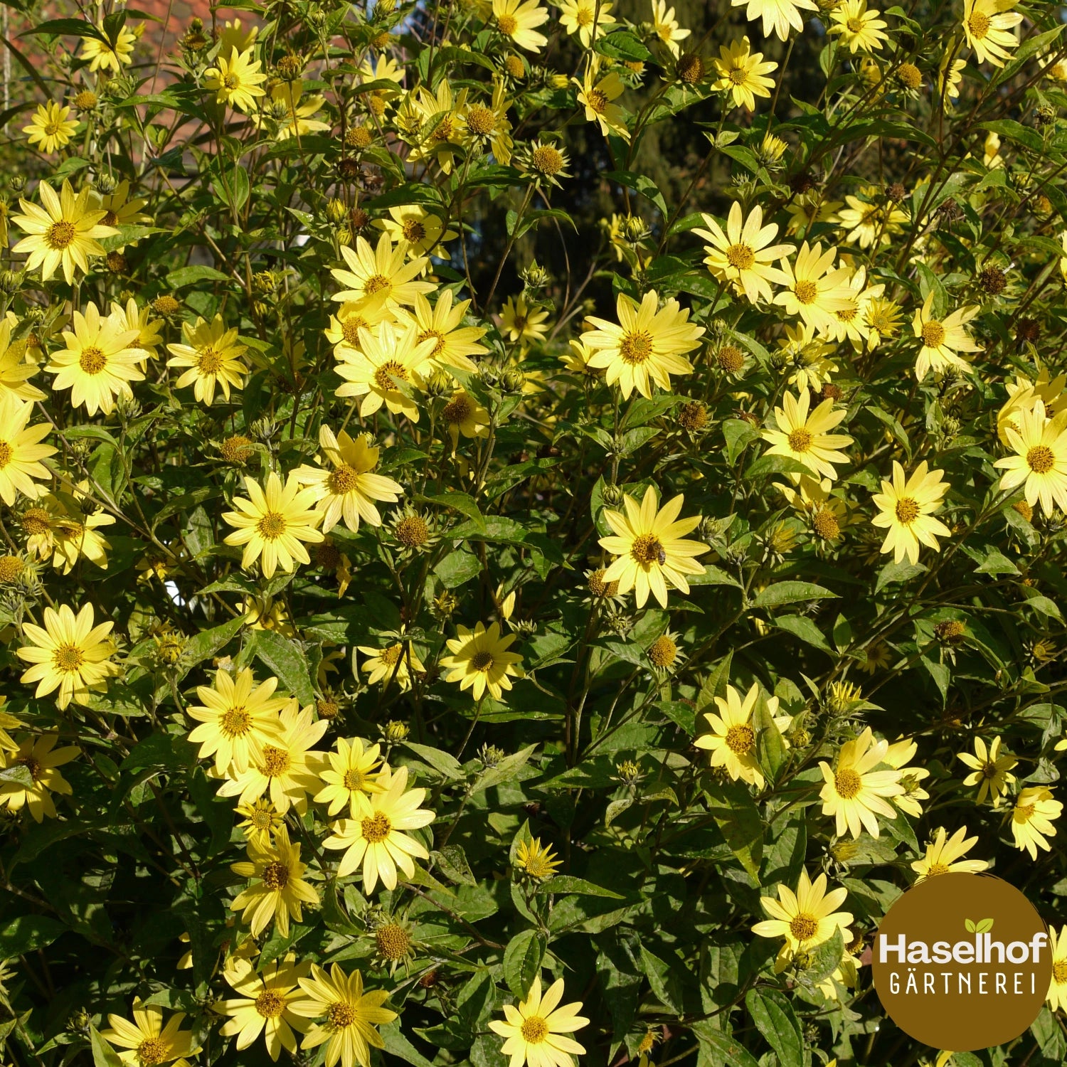 Helianthus 'Lemon Queen'