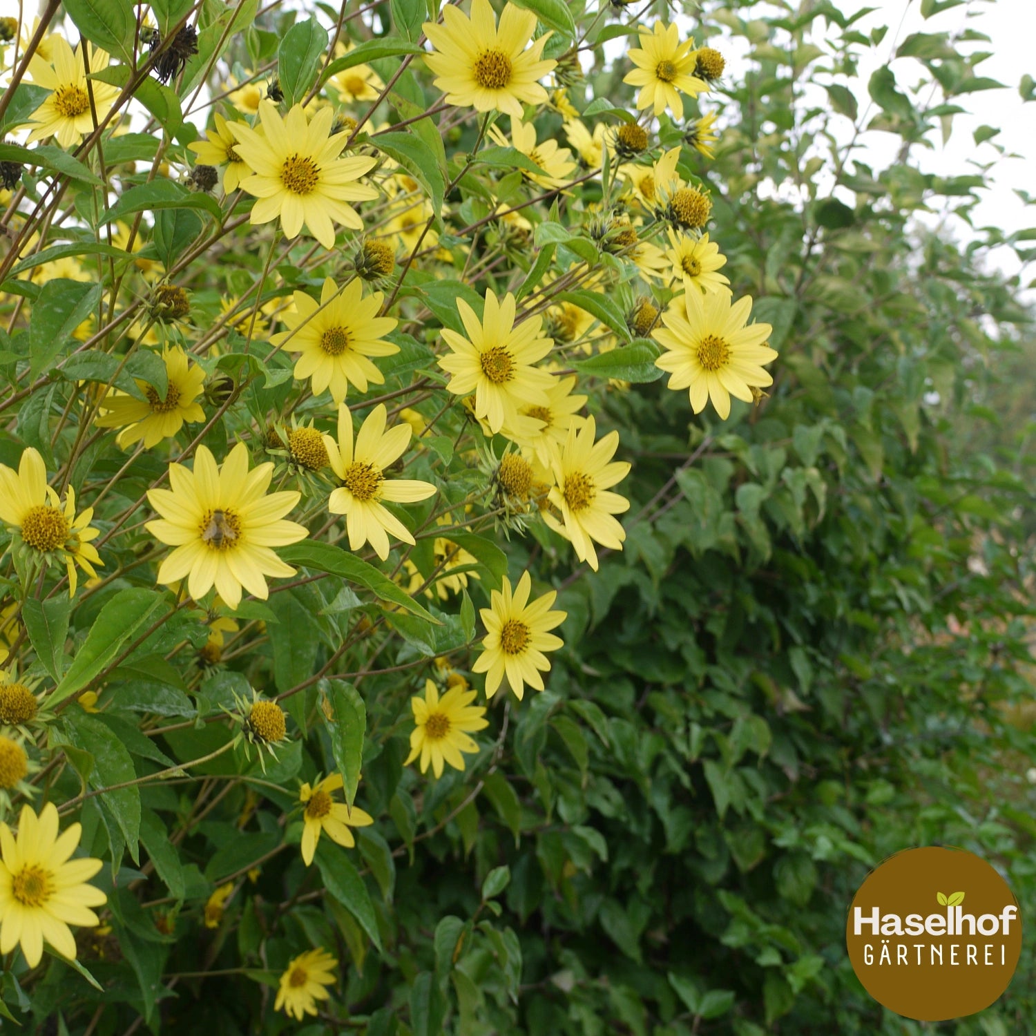 Helianthus 'Lemon Queen'