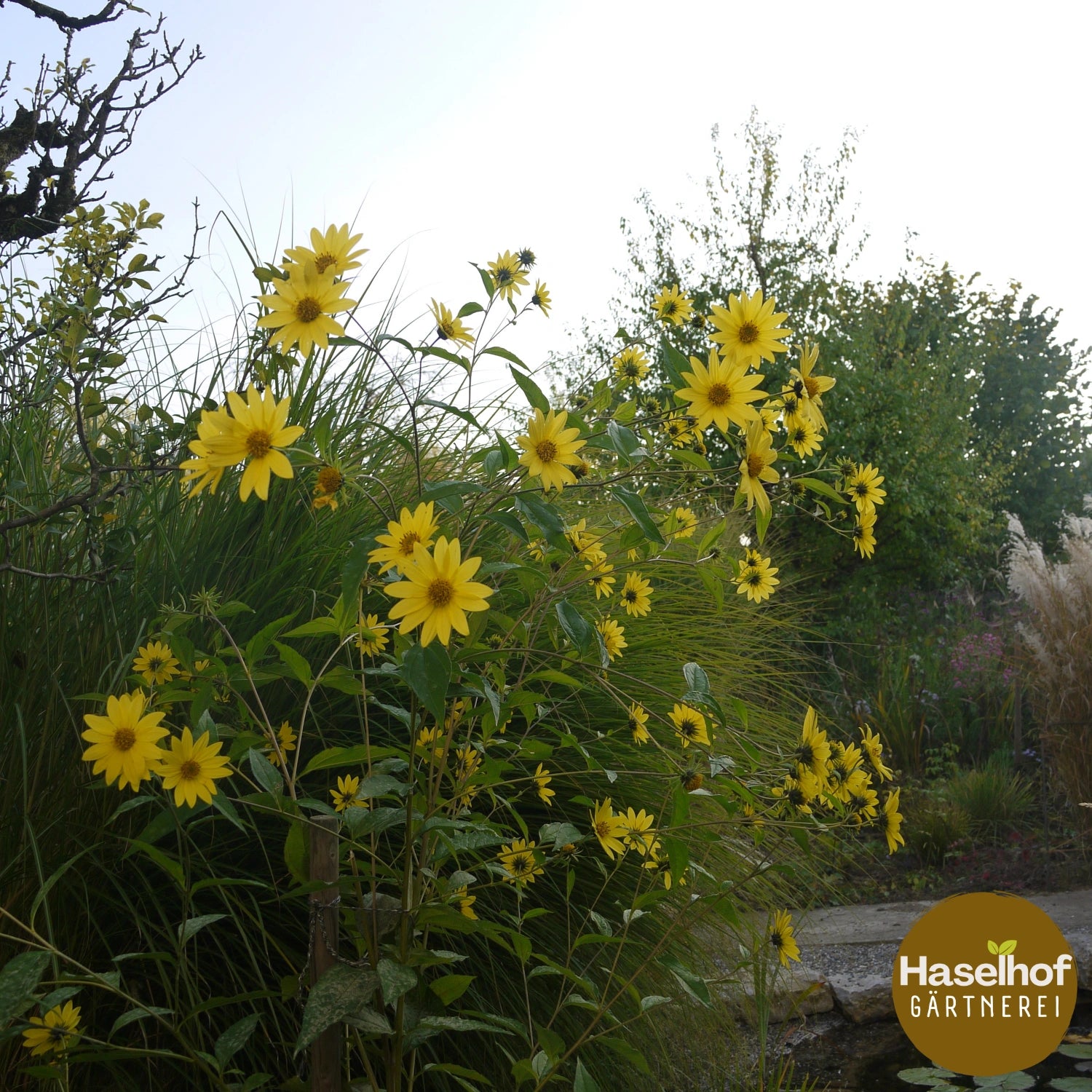 Helianthus 'Lemon Queen'