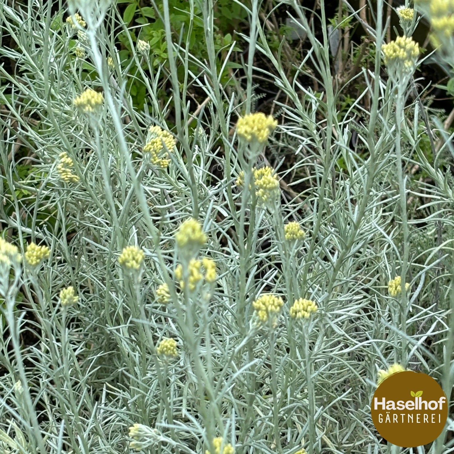 Immortelle italienne