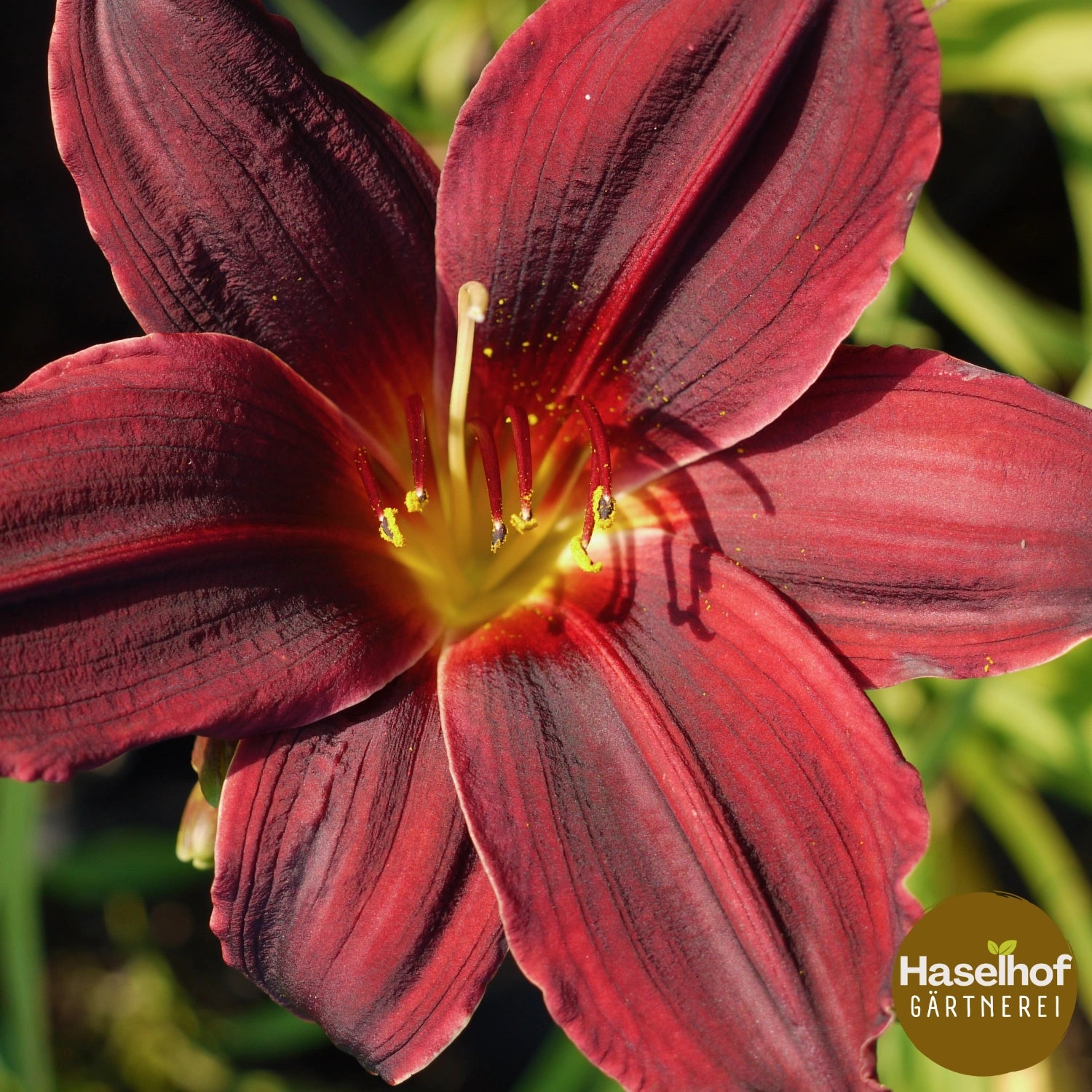 Hemerocallis 'American Revolution'