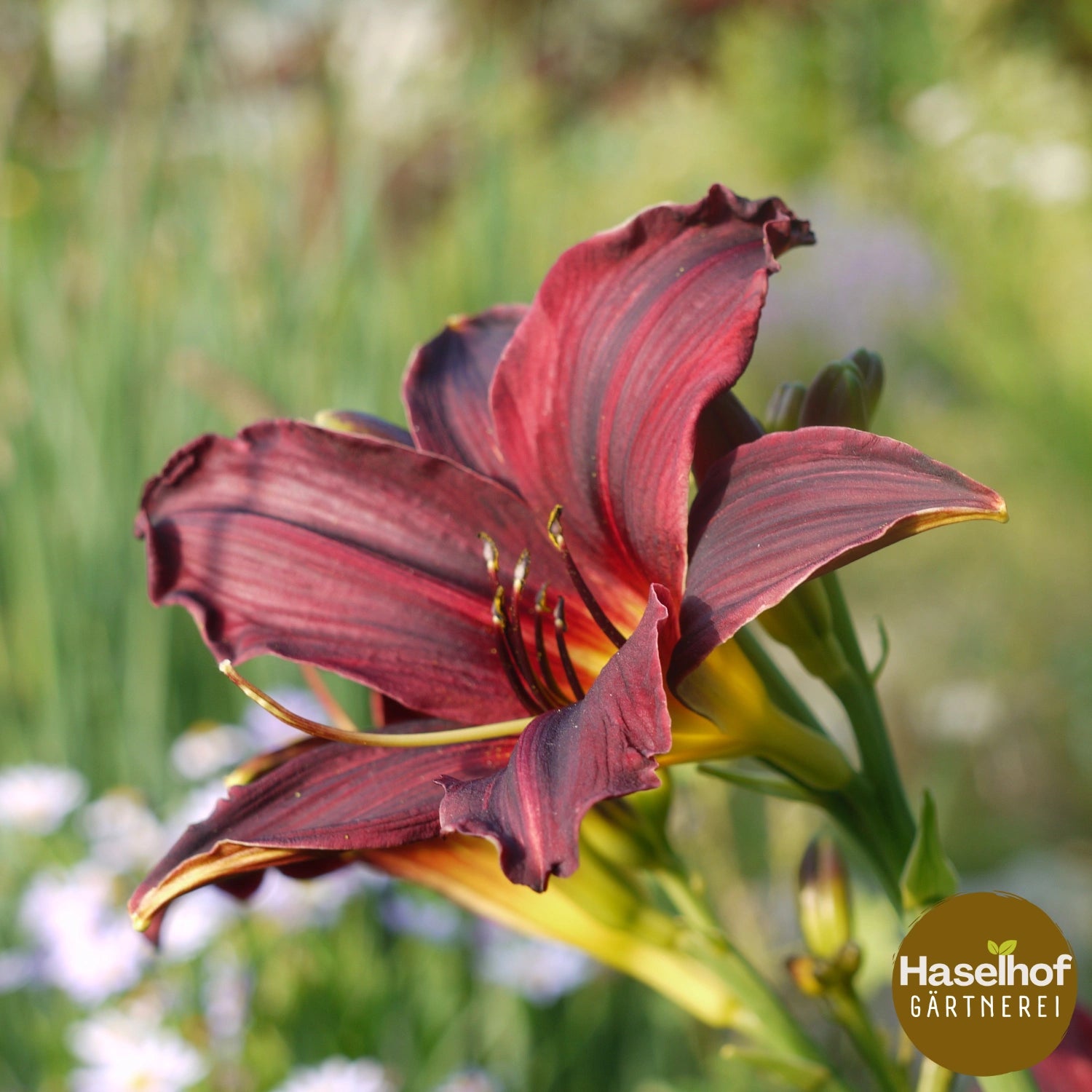 Hemerocallis 'American Revolution'