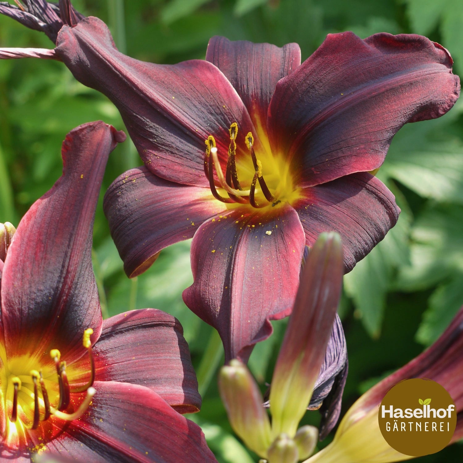 Hemerocallis 'American Revolution'