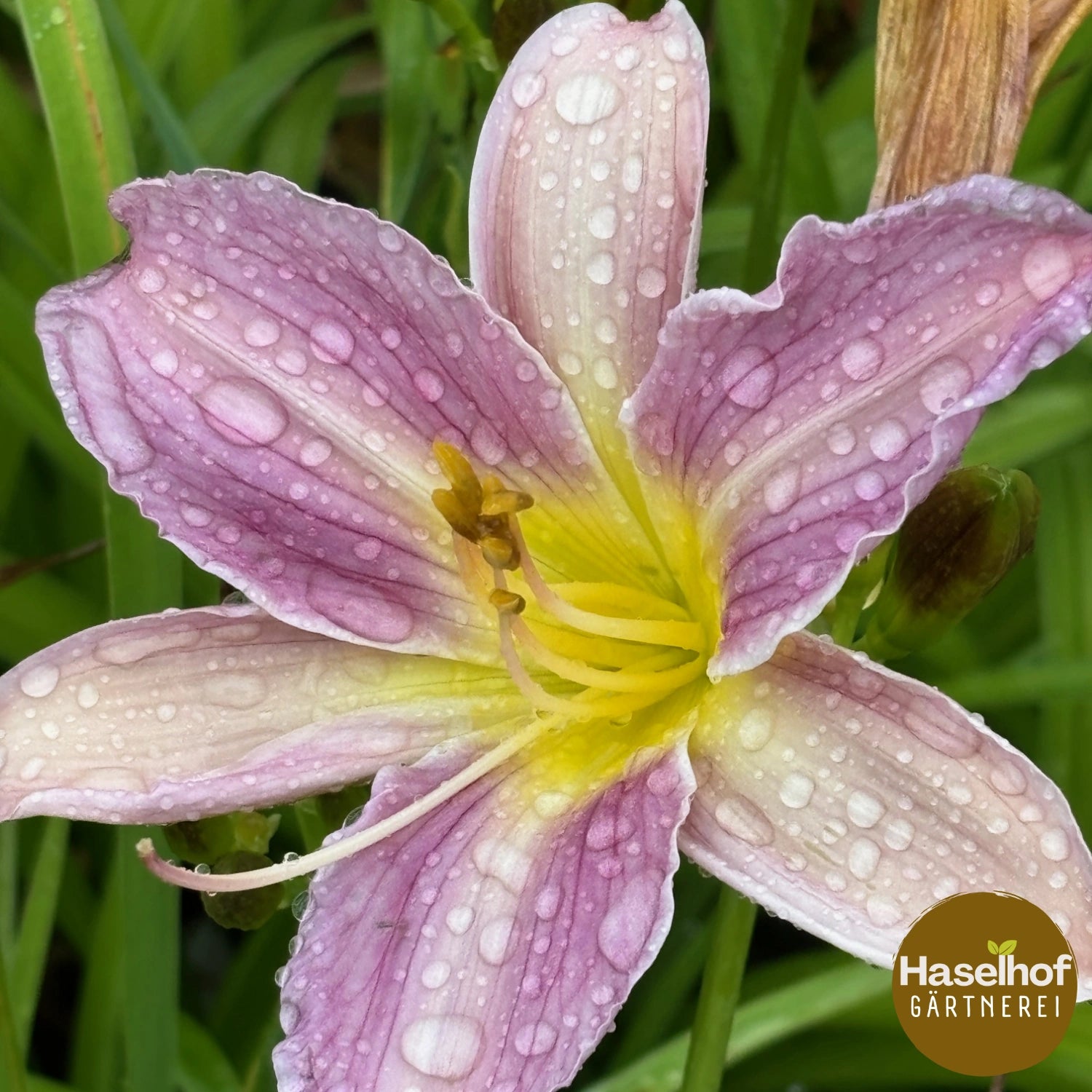 Hemerocallis 'Aschenbrödel'