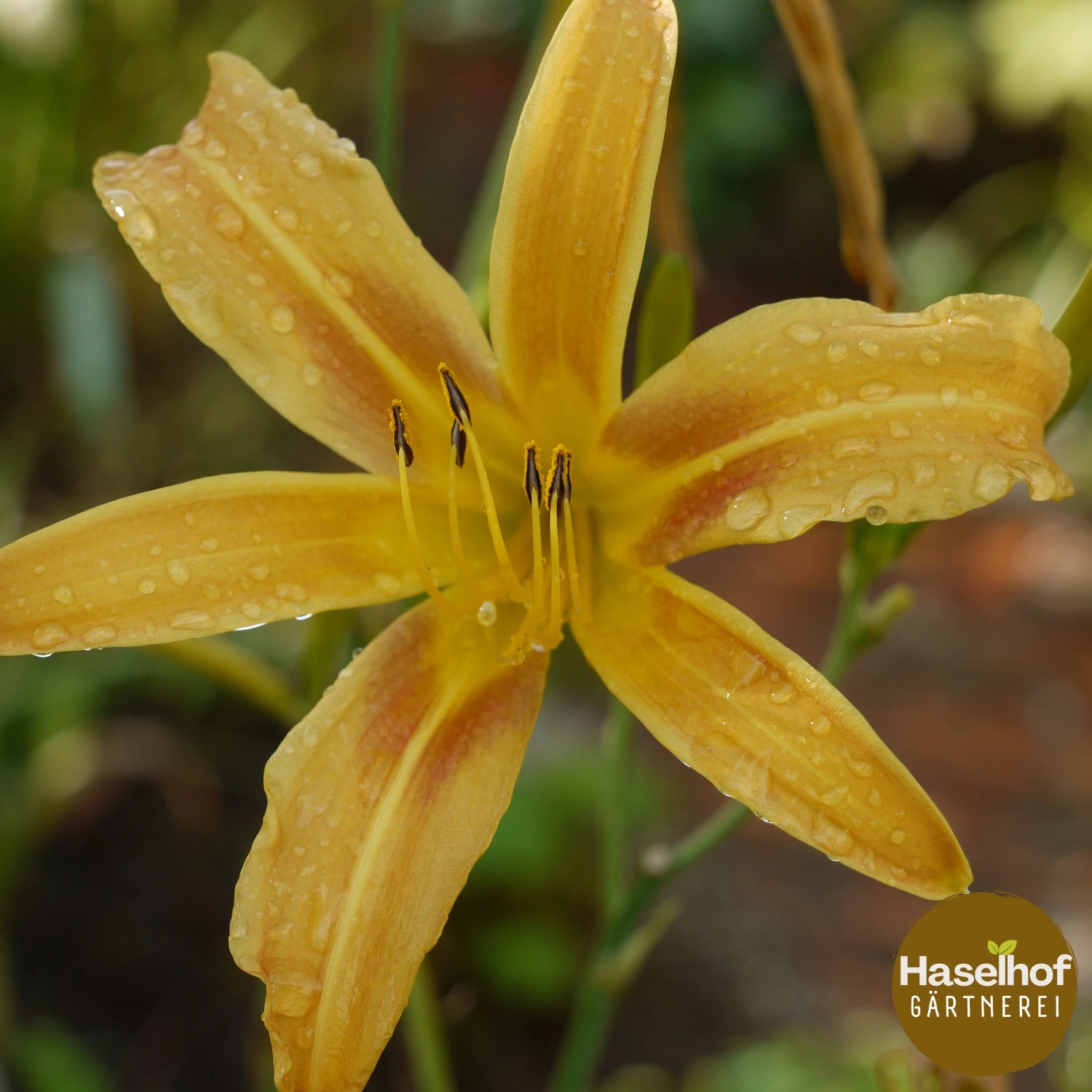 Hemerocallis `Autumn Minarette`