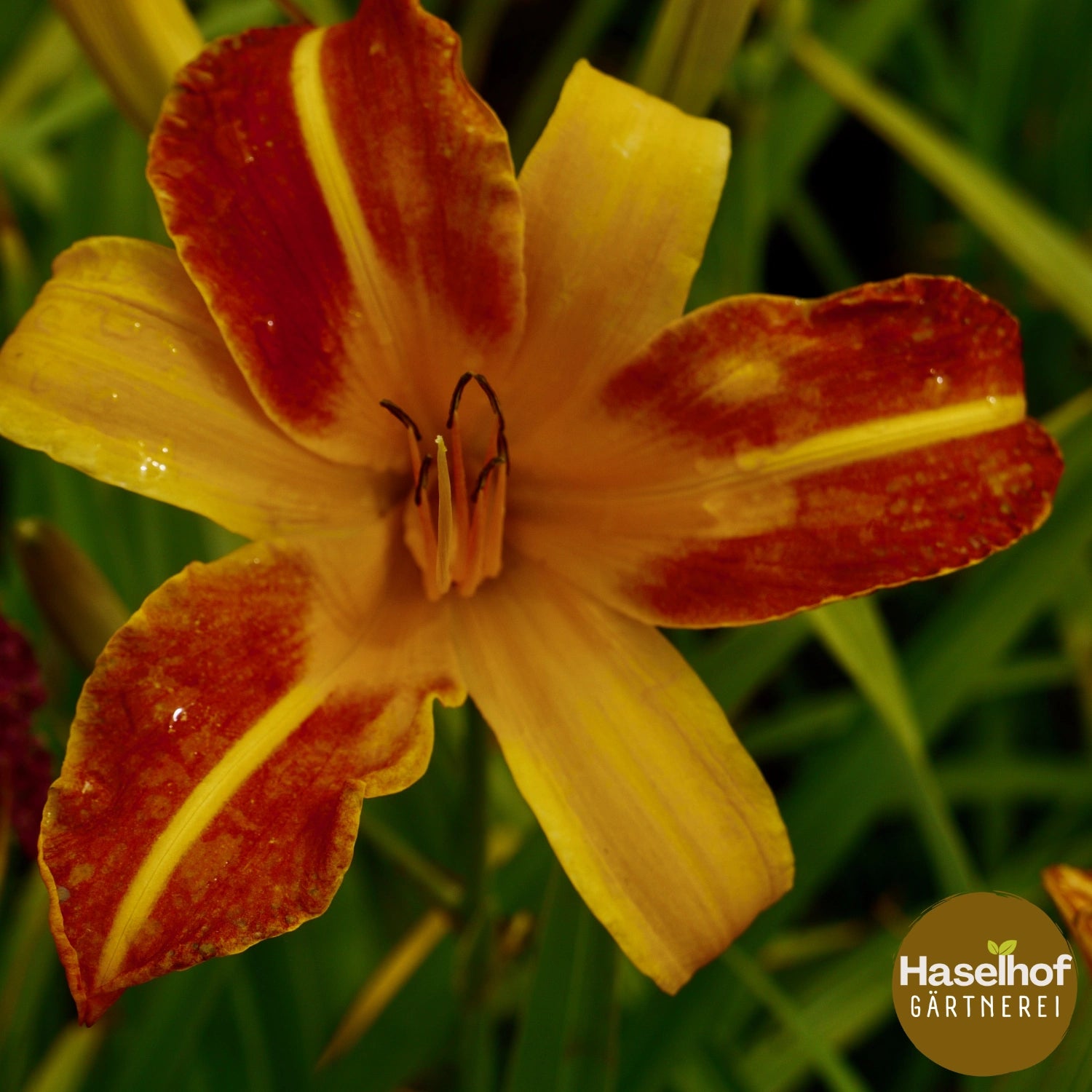 Hemerocallis `Frans Hals `