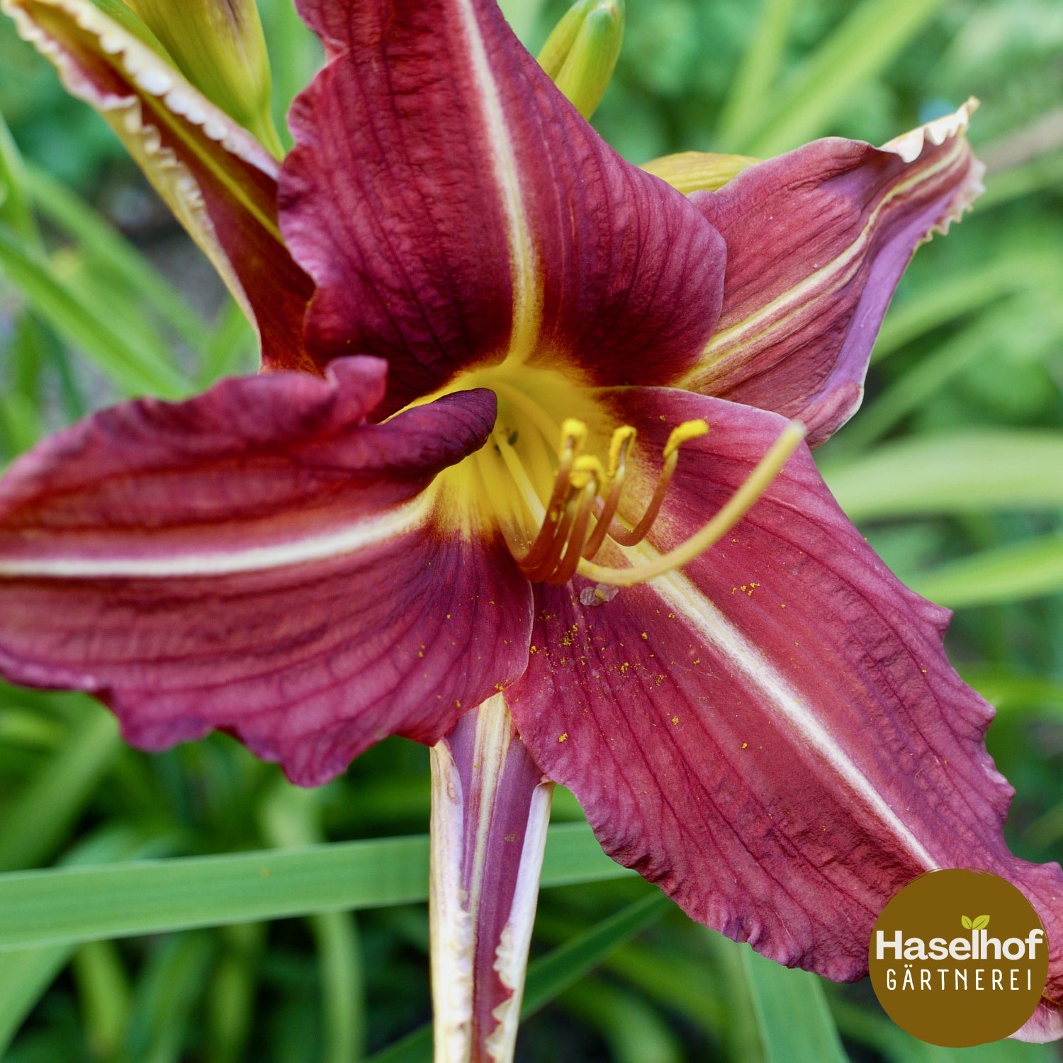 Hemerocallis `Habibi`