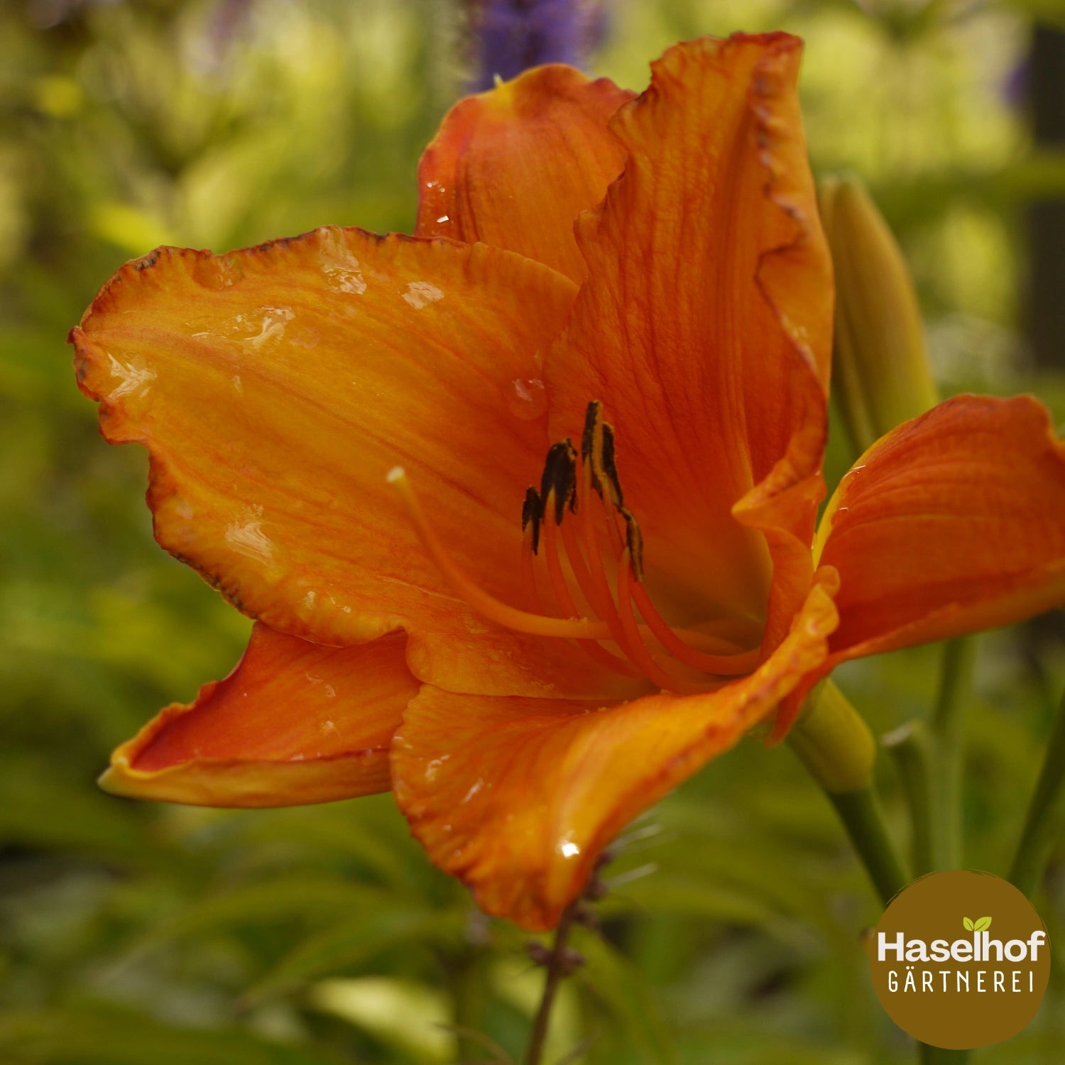 Hemerocallis `Mauna Loha`
