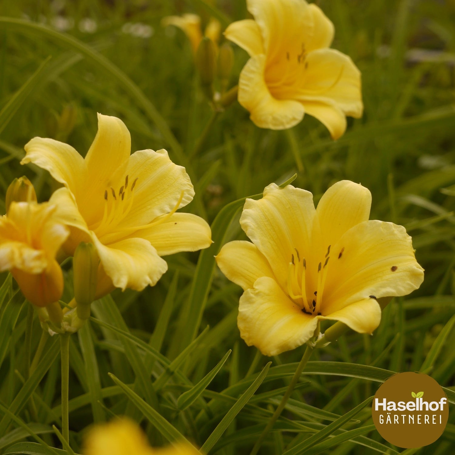 Hemerocallis `Stella d`Oro`