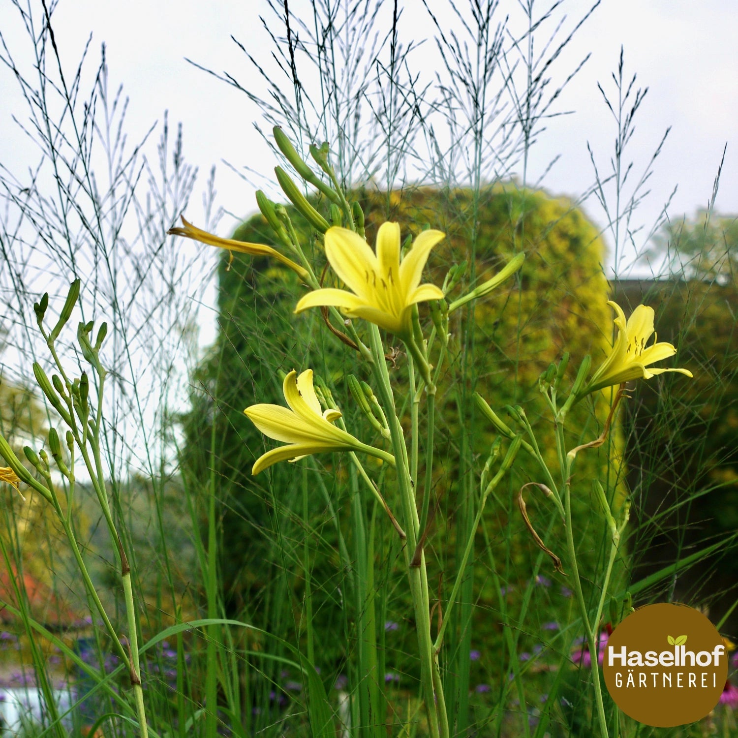 Hemerocallis altissima