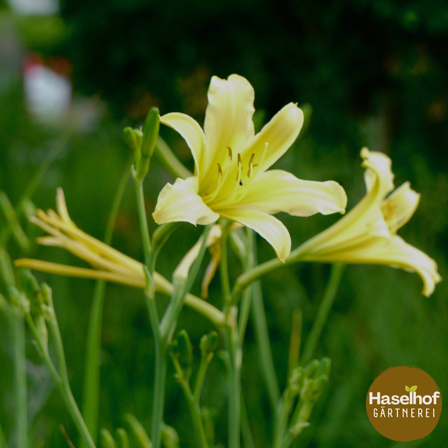 Hemerocallis altissima