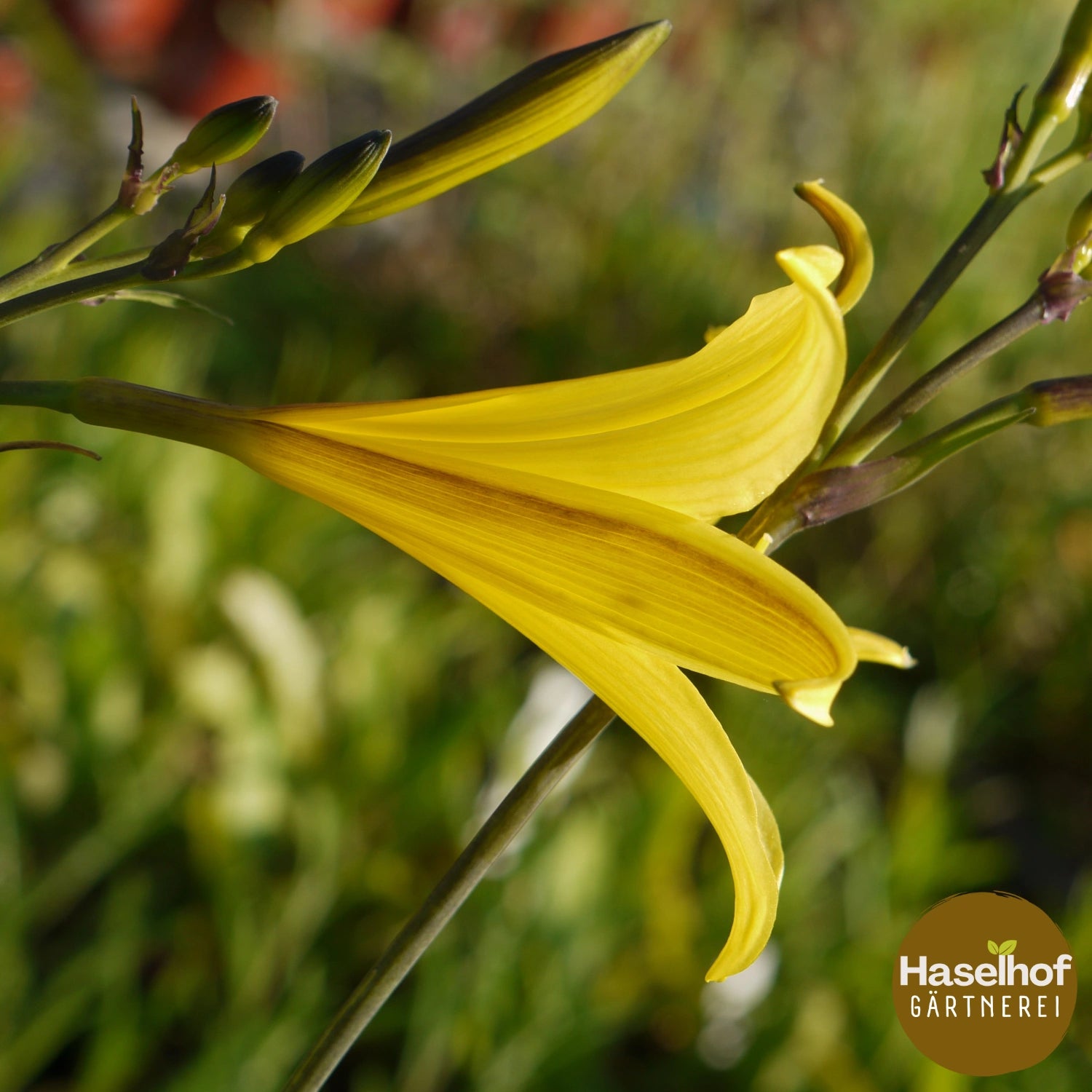 Hemerocallis flava (lilioasphodelus)