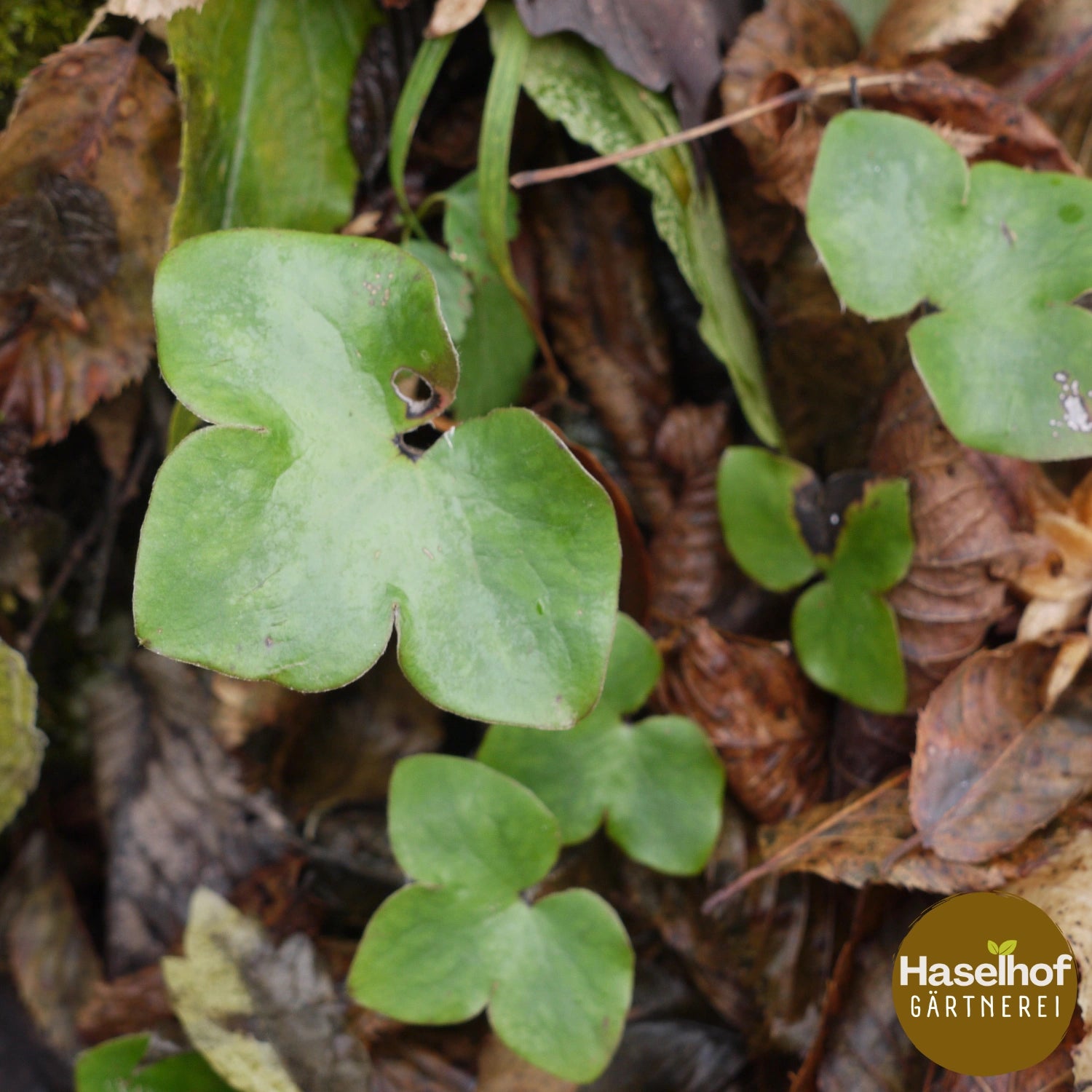 Hepatica nobilis