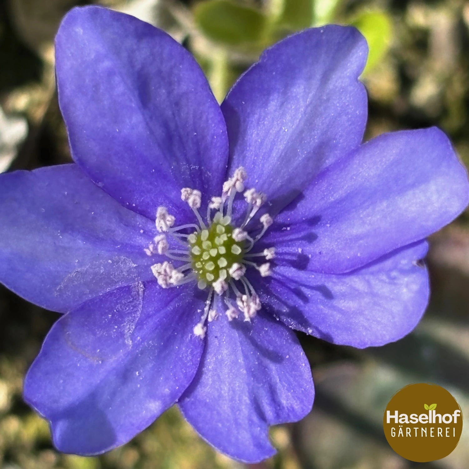 Hepatica nobilis