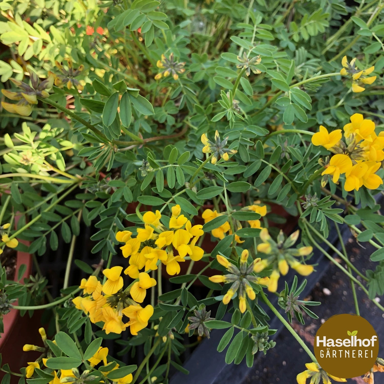Hippocrepis comosa