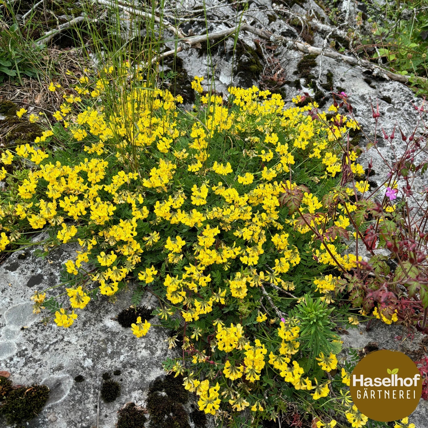 Hippocrepis comosa