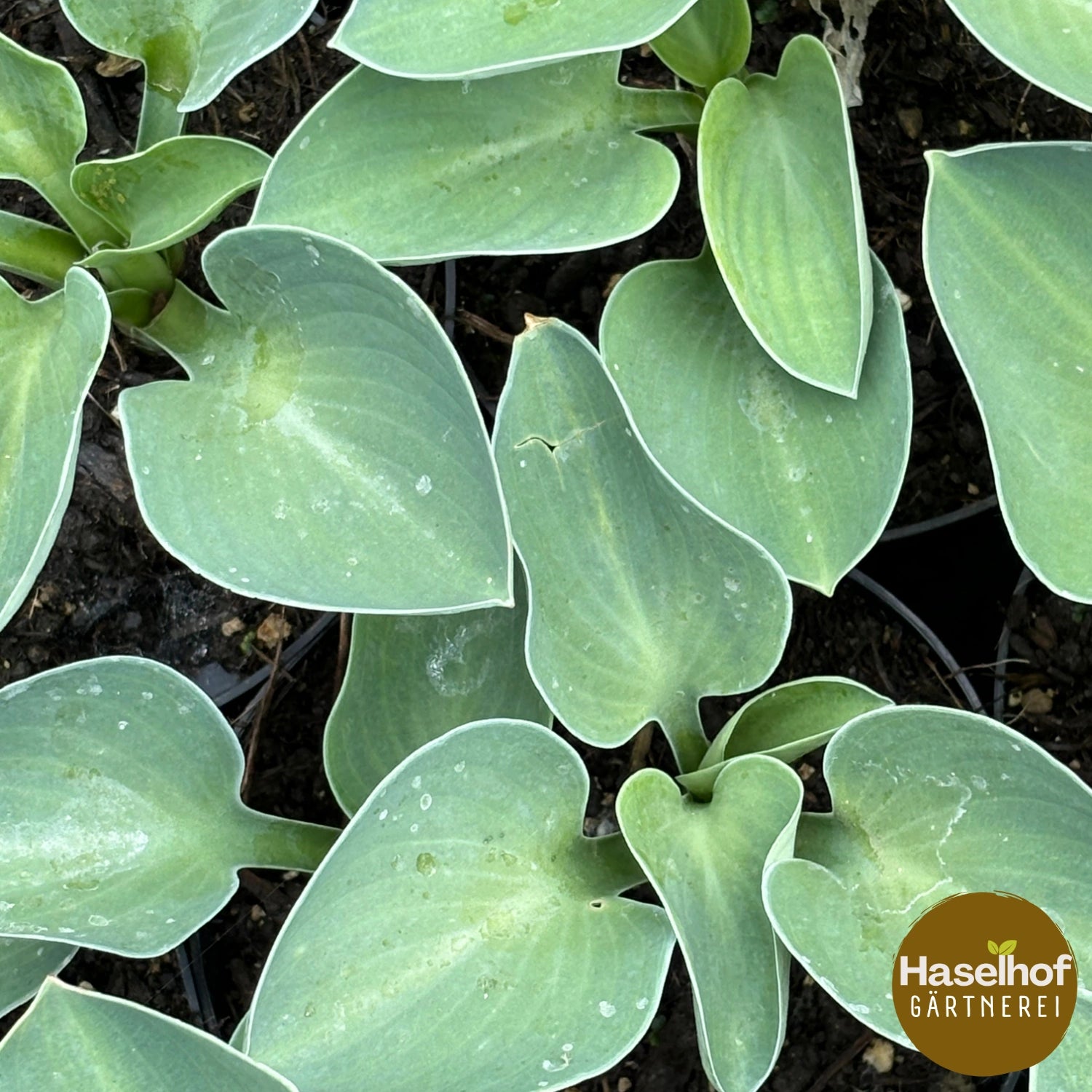 Hosta 'Mouse Ear'