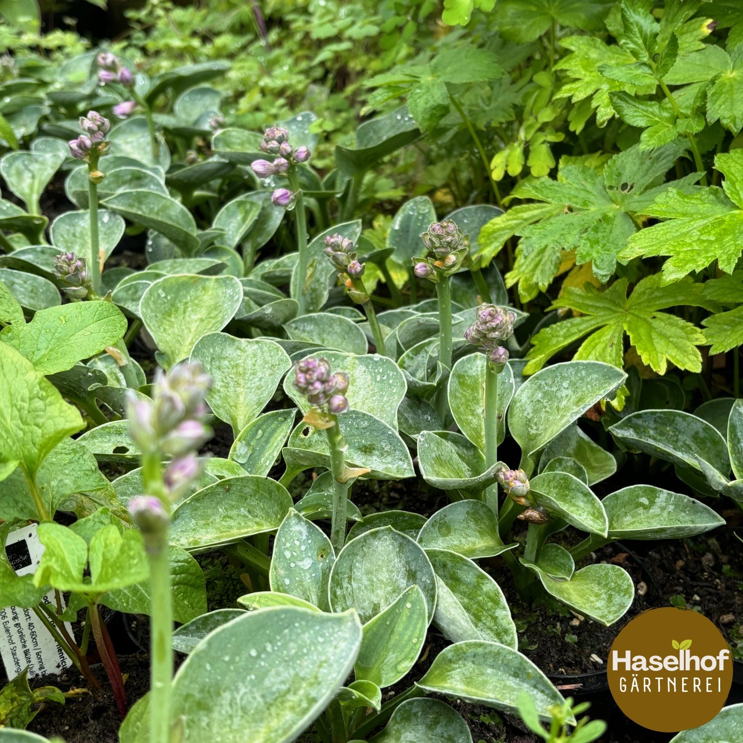 Hosta 'Mouse Ear'