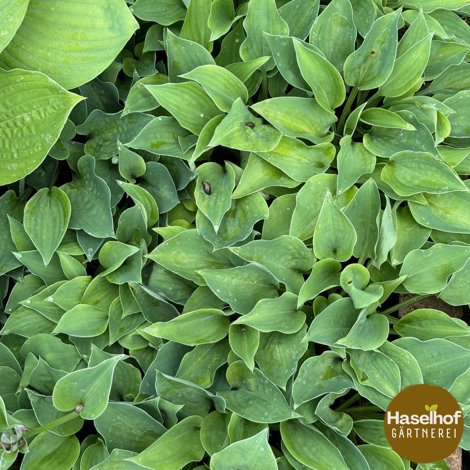Hosta `Pearl Lake`