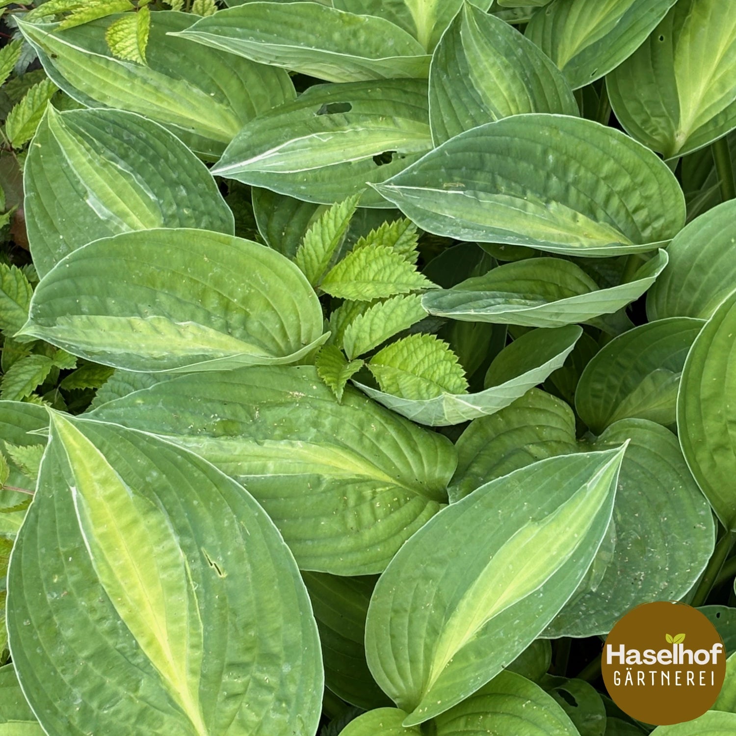 Hosta `Striptease`