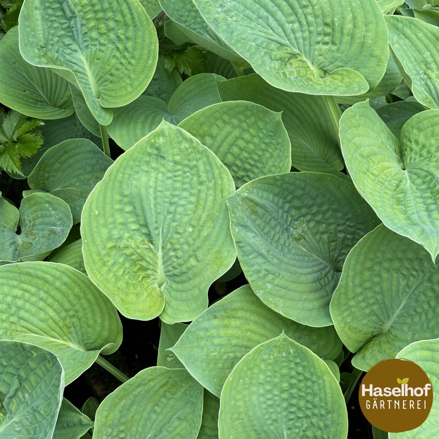 Hosta sieboldiana `Elegans`