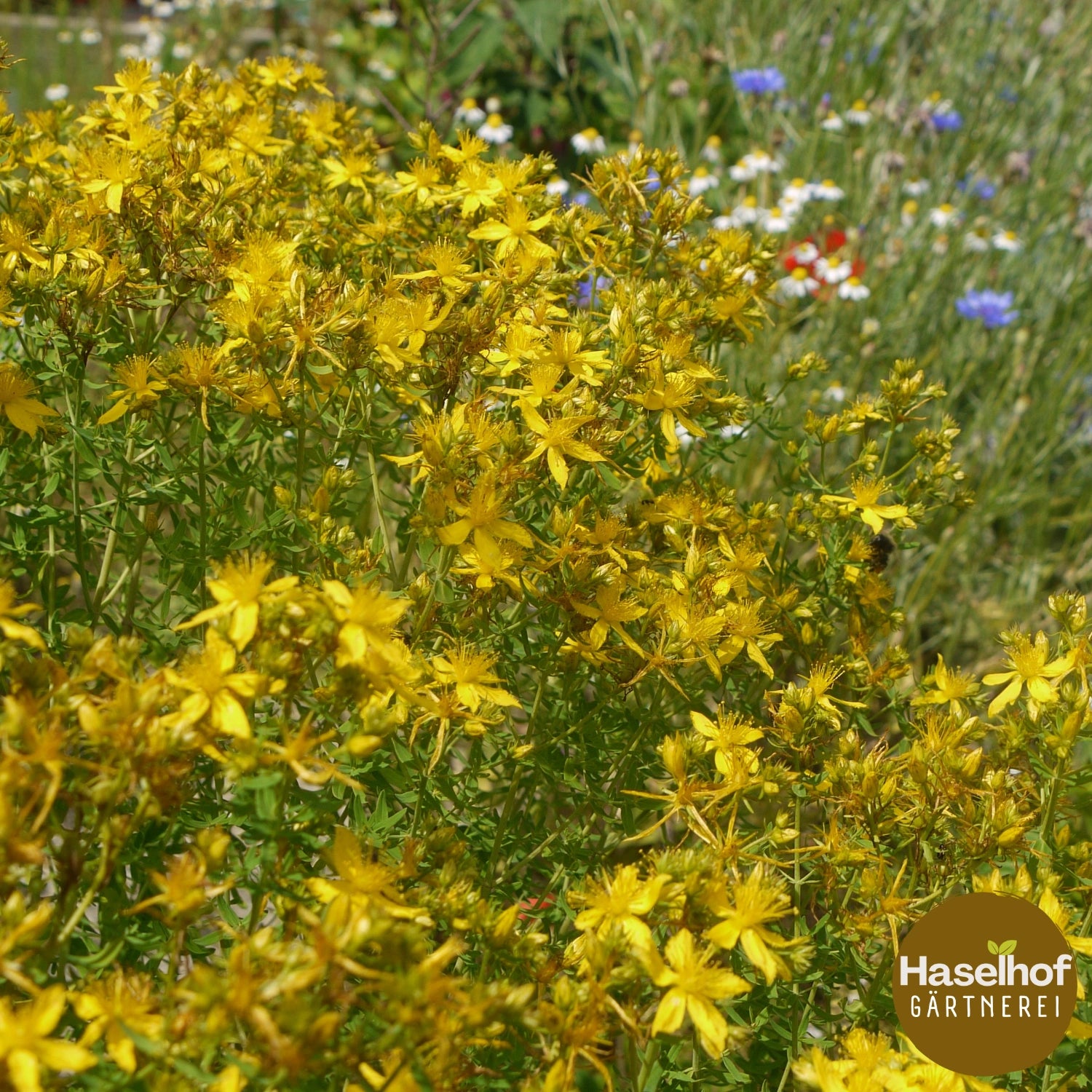 Hypericum perforatum