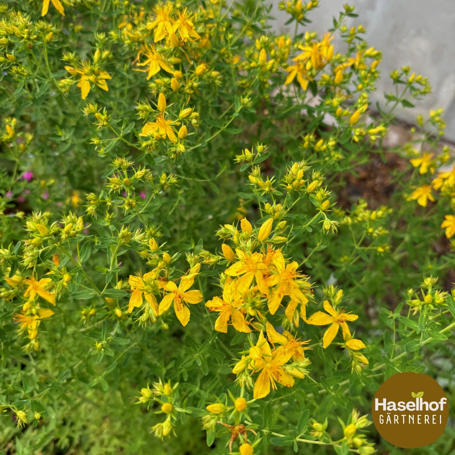 Hypericum perforatum
