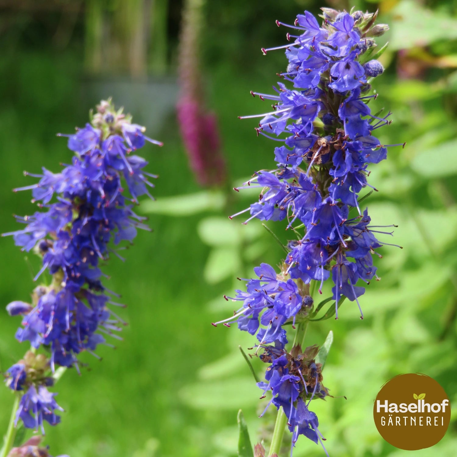 Hysope officinale