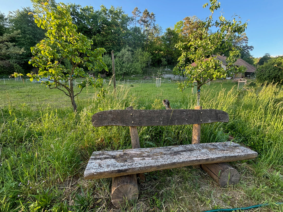 Ruhiger Sitzplatz mit Holzbank in der Bio-Gärtnerei Haselhof