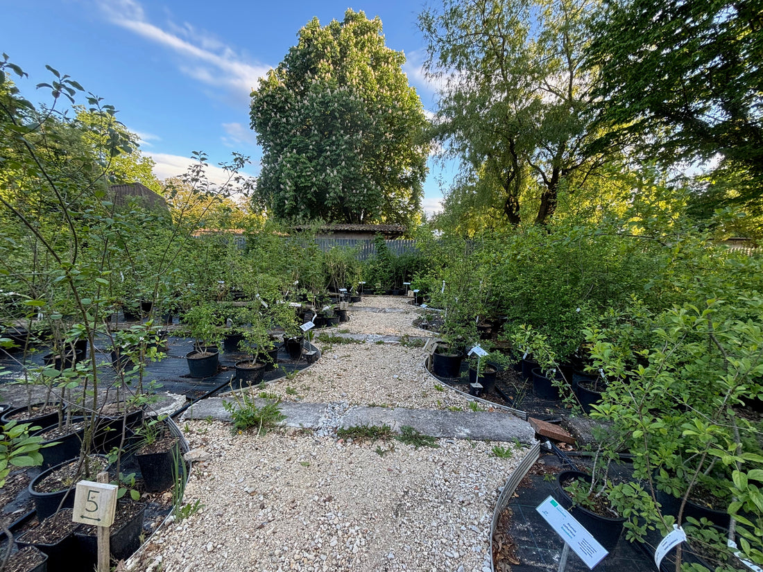 Kieswege durch die Pflanzbeete im Schaugarten des Haselhofs