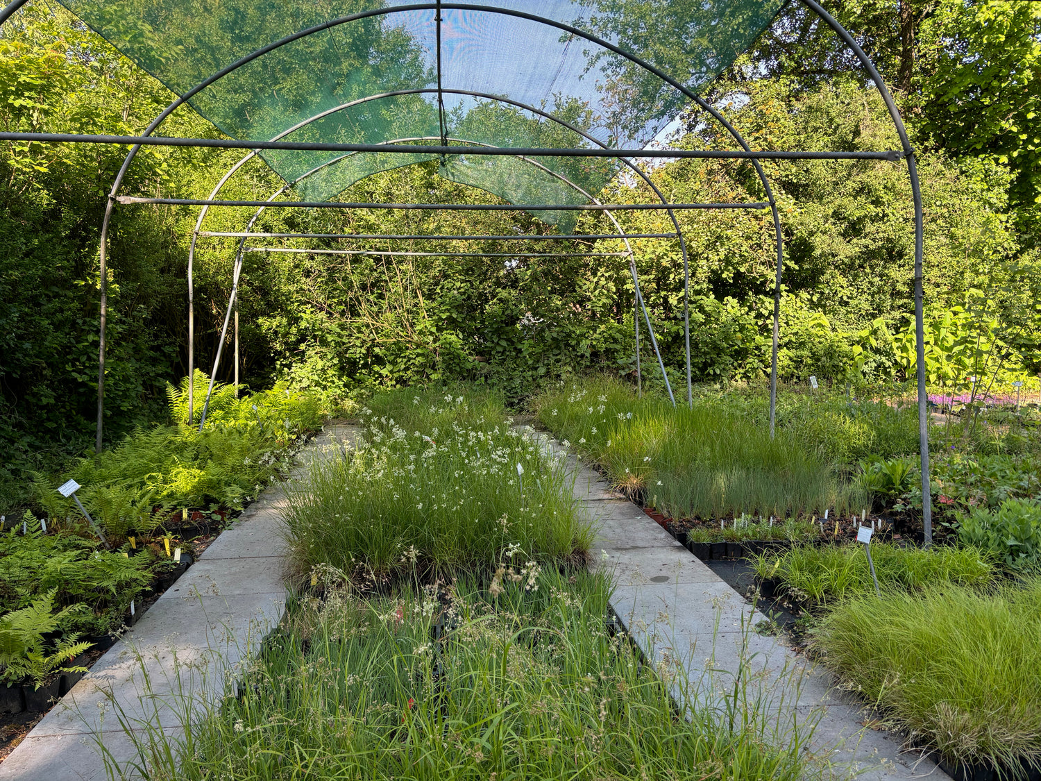 Begehbarer Laubengang im Garten des Haselhofs