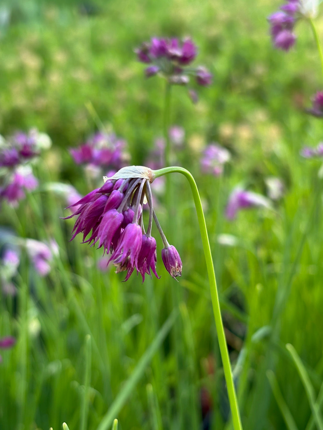 Blüte einer einheimischen Wildstaude, Nickender Lauch, im Haselhof