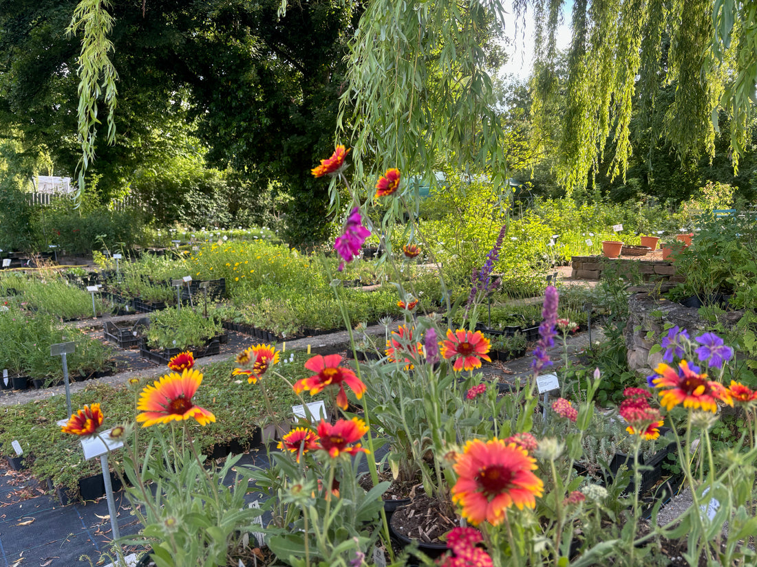 Farbenfrohes Wildblumenbeet im Haselhof