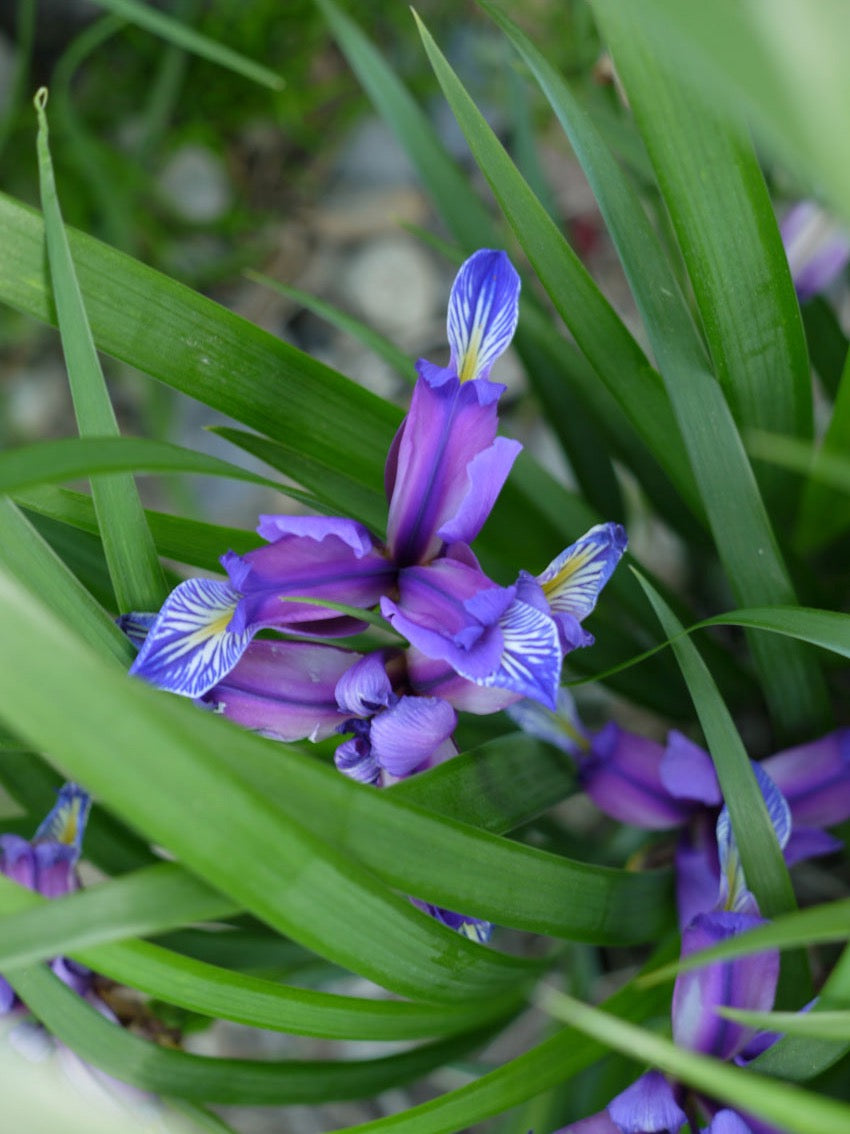 Iris à feuilles de graminée
